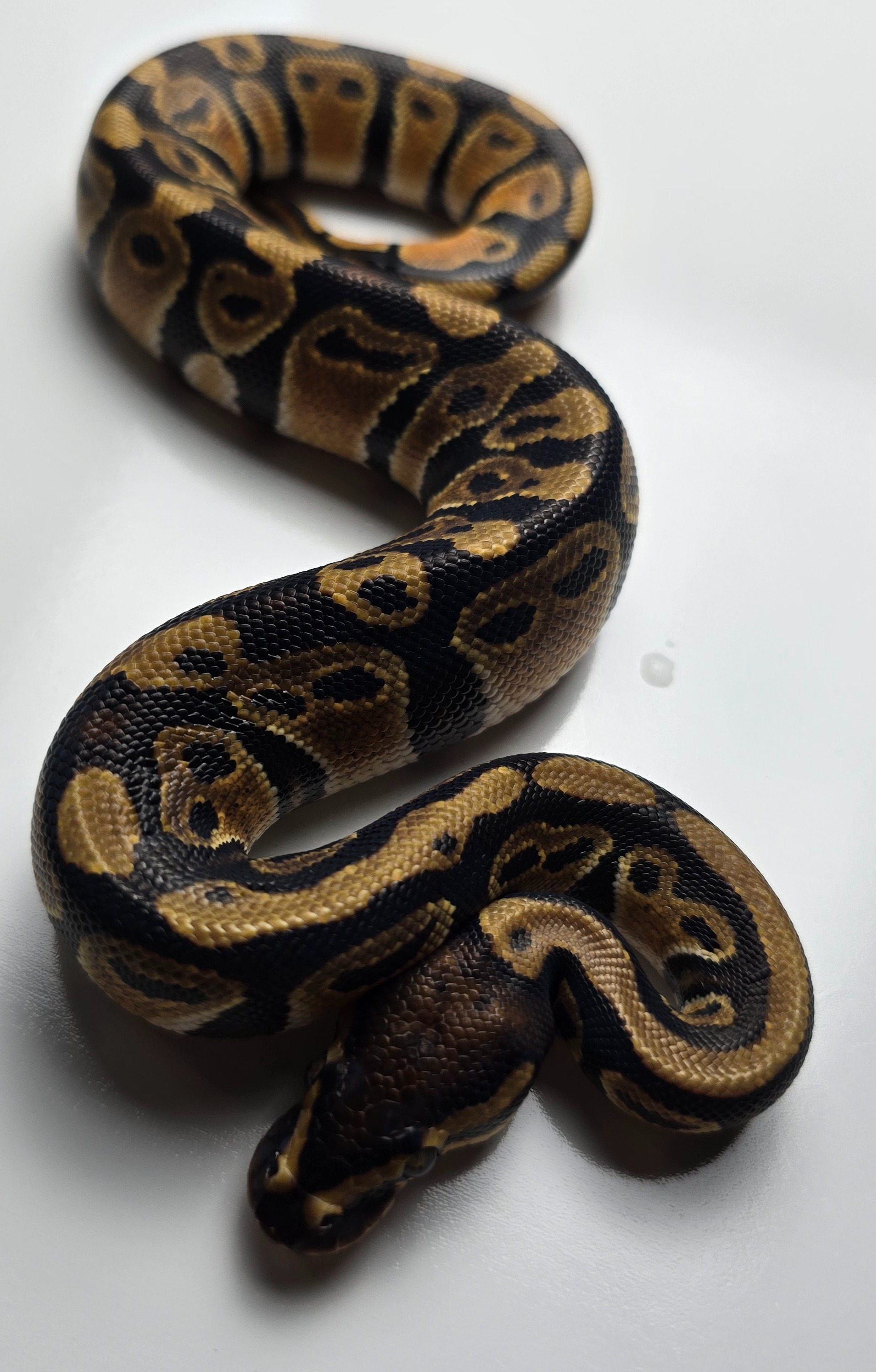 animal image
