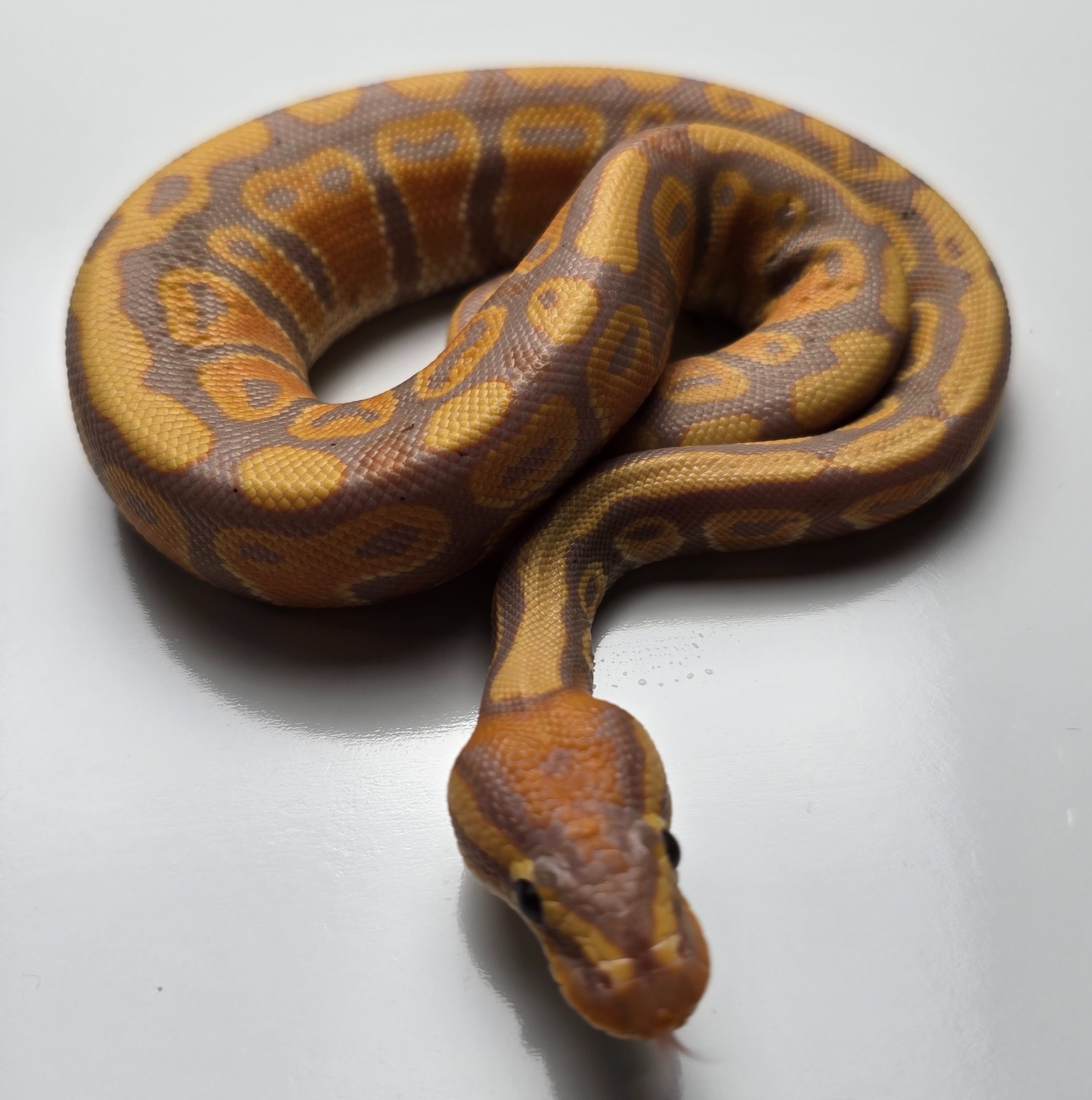 animal image