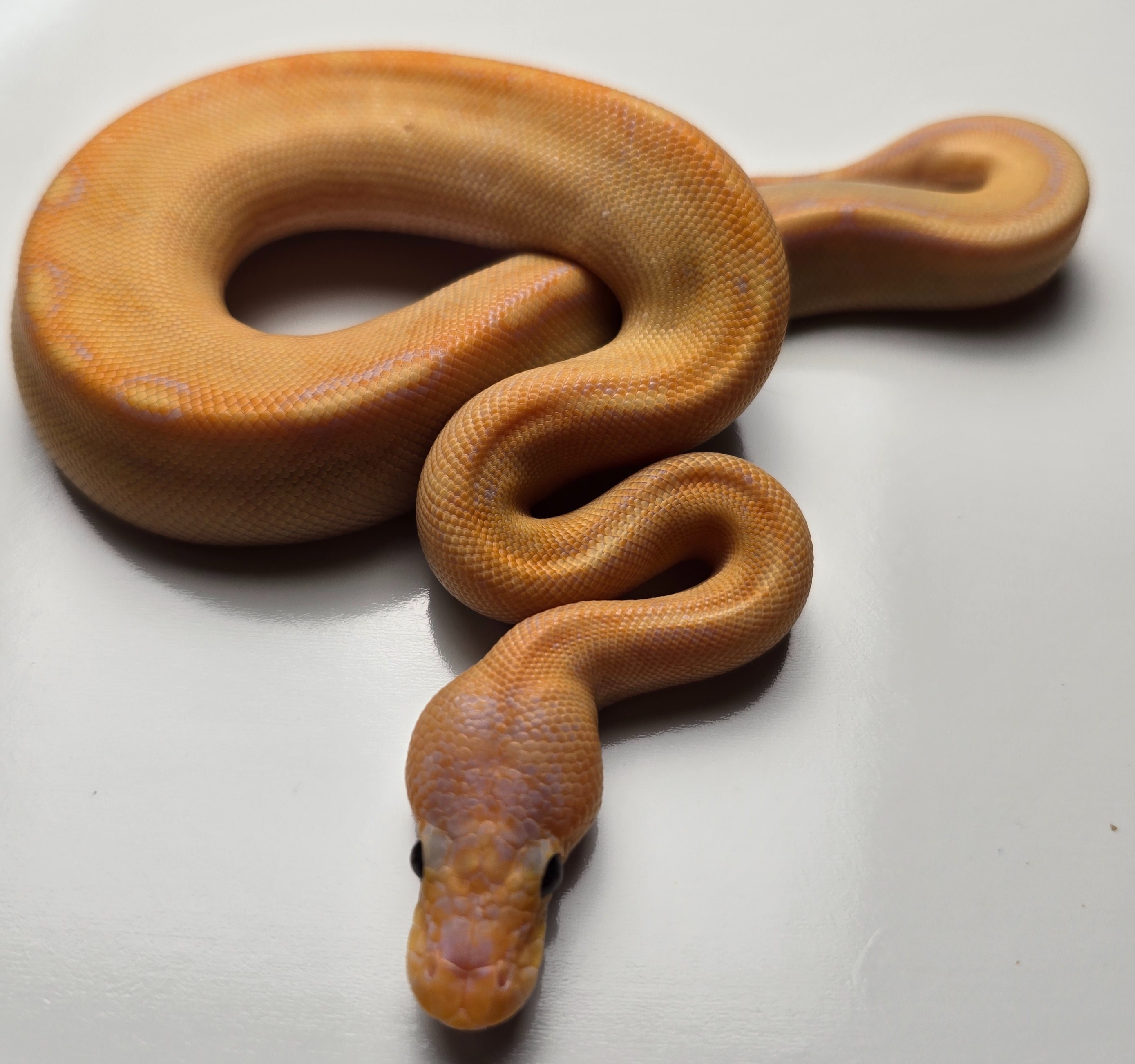 animal image