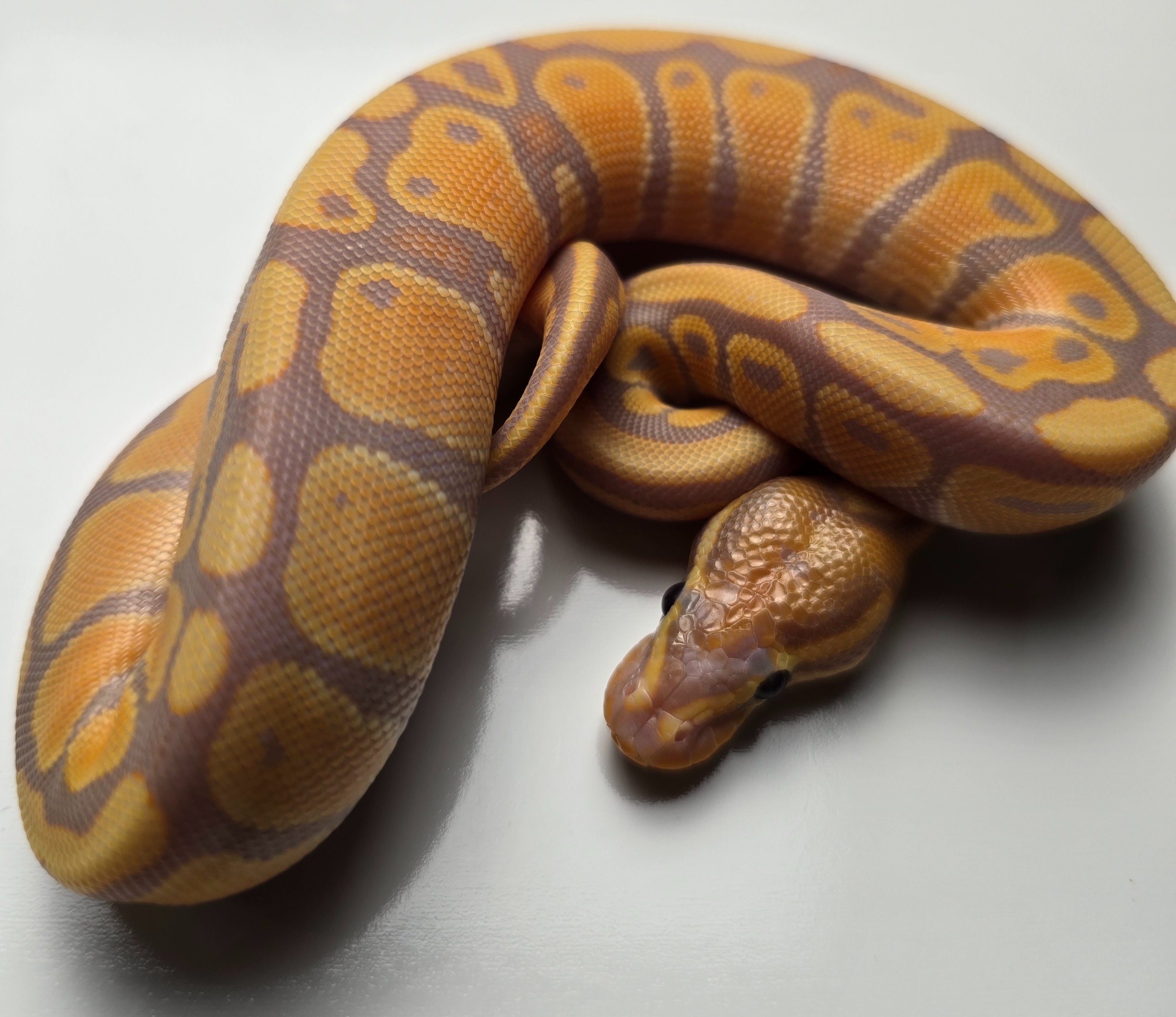 animal image