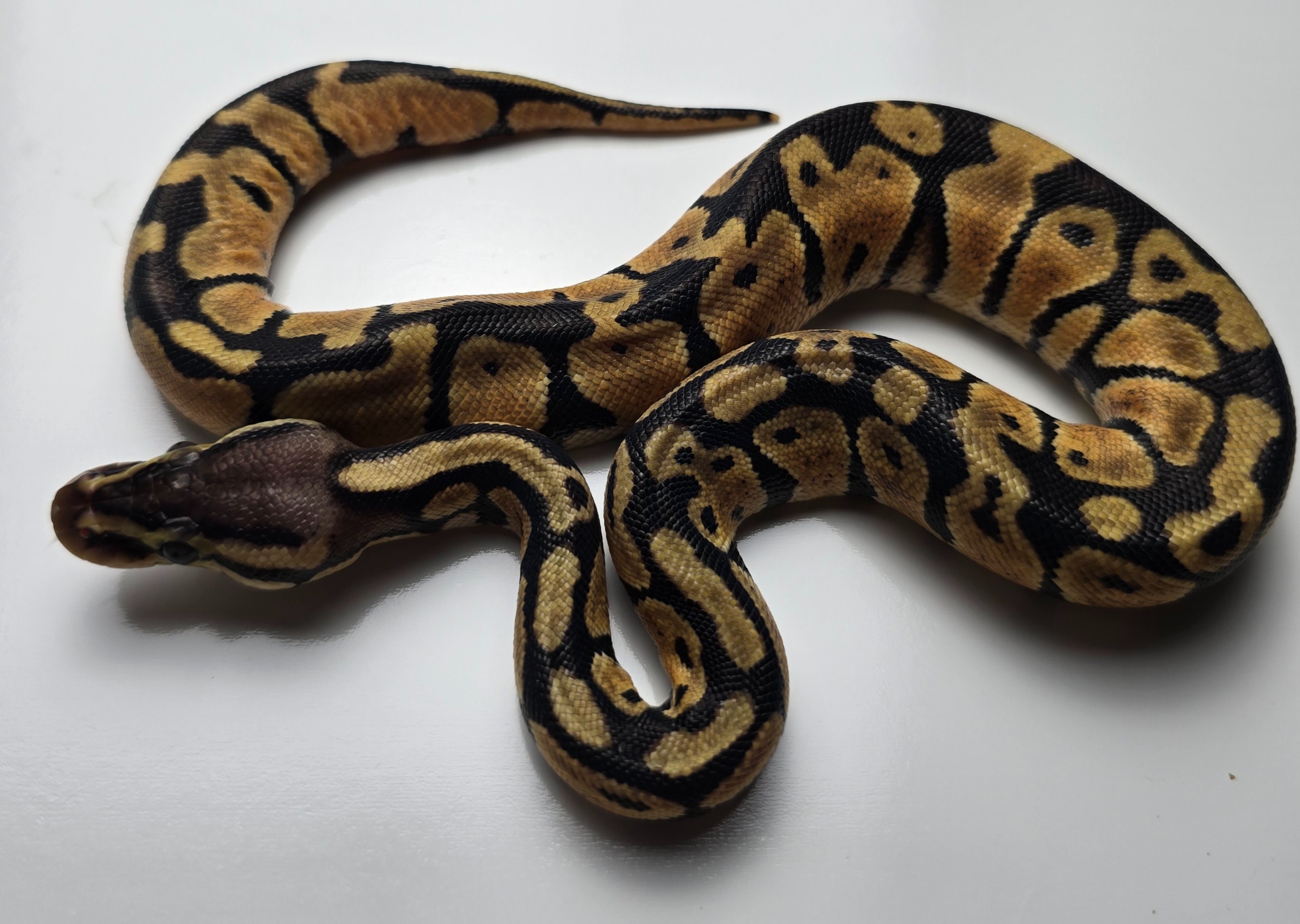 animal image