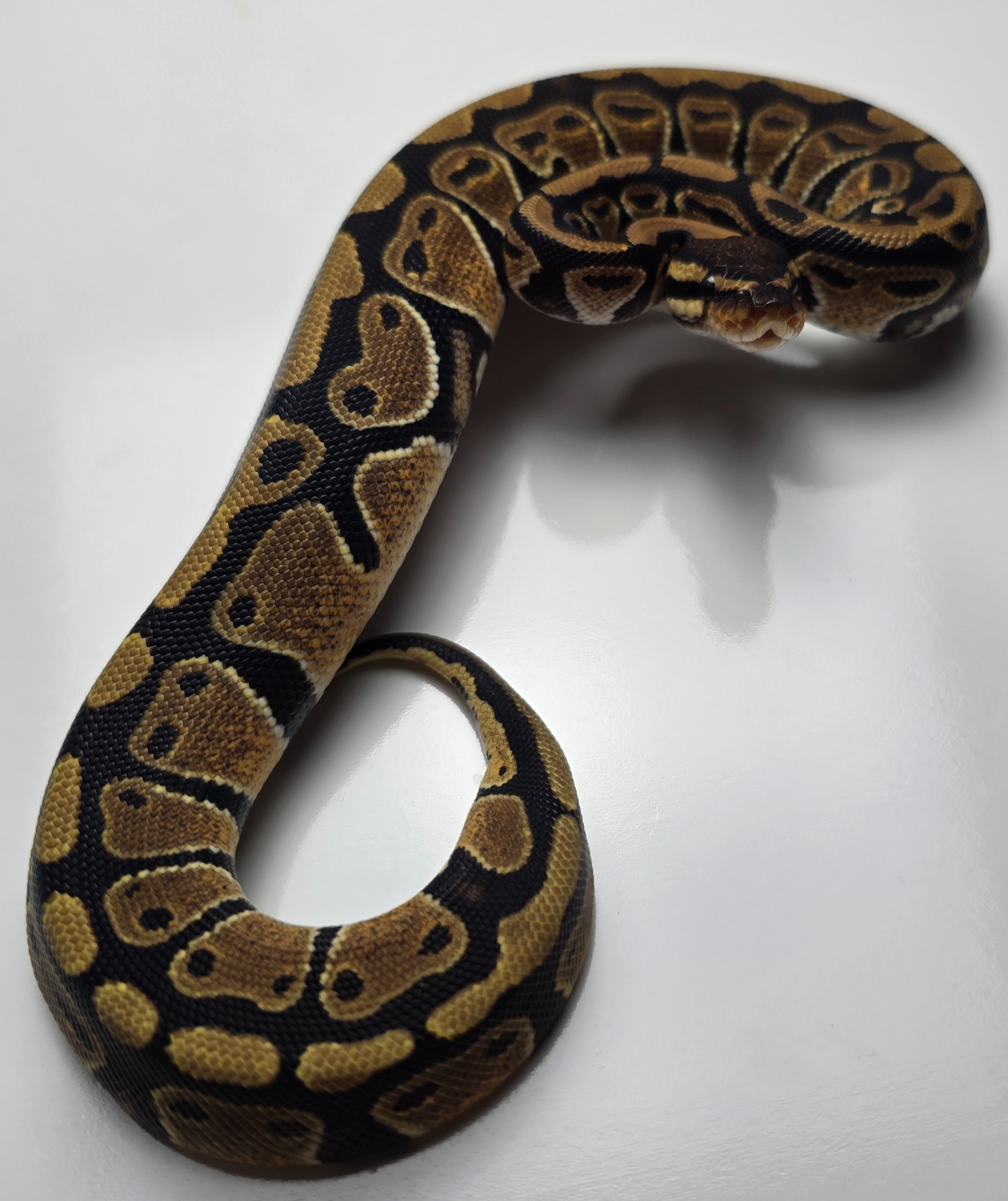 animal image