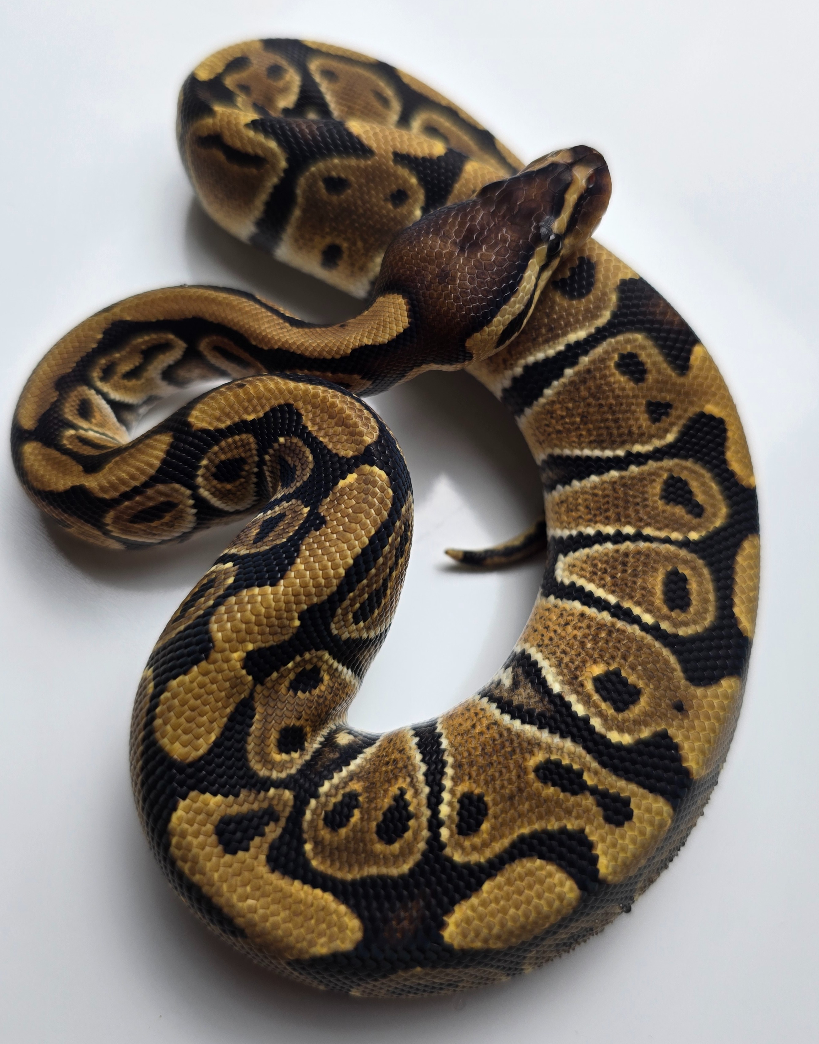 animal image
