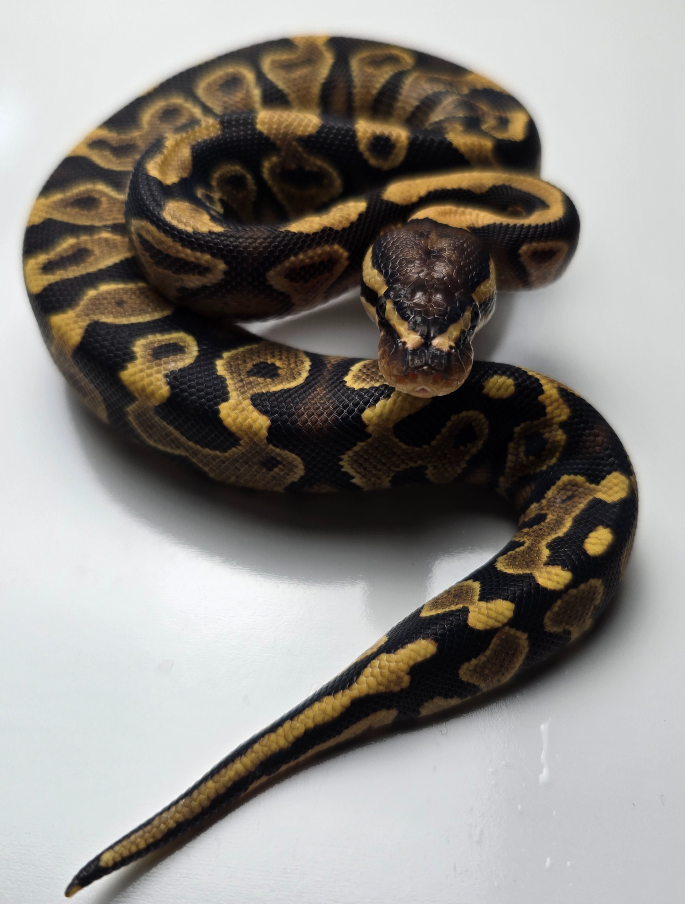 animal image