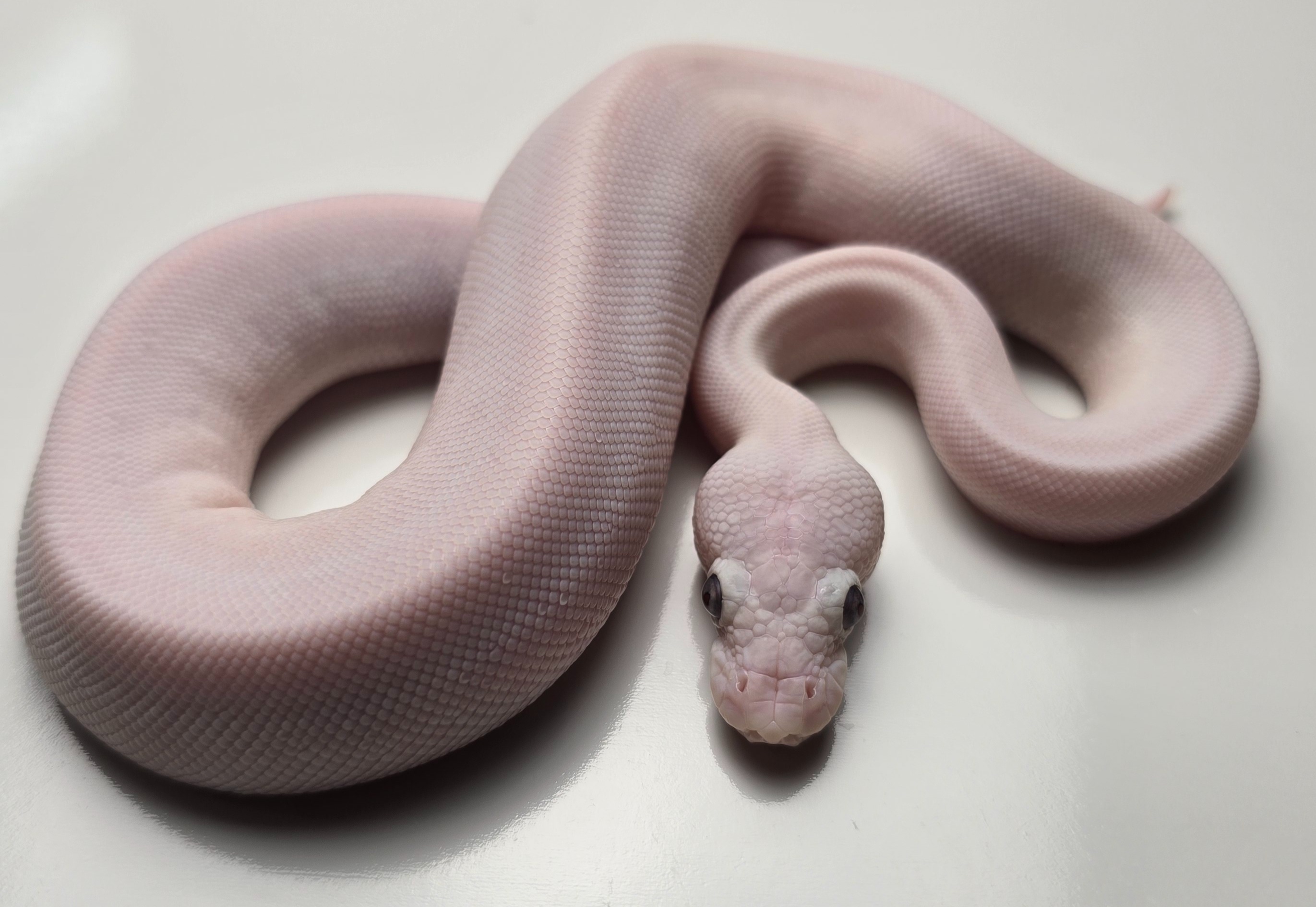 animal image