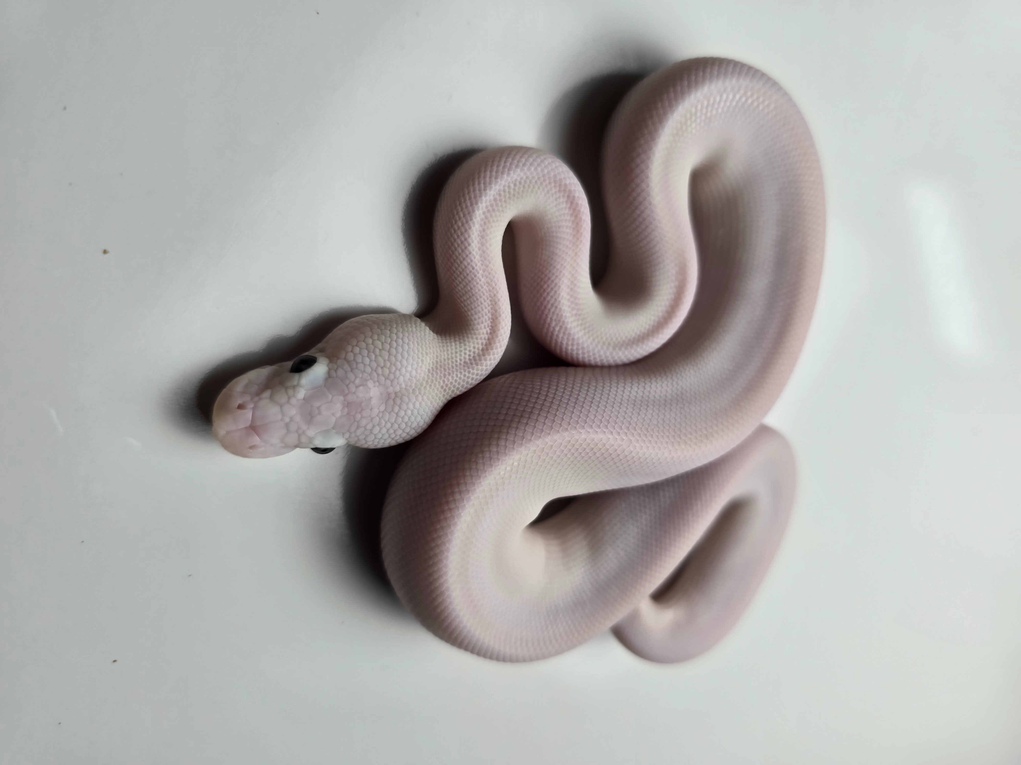 animal image