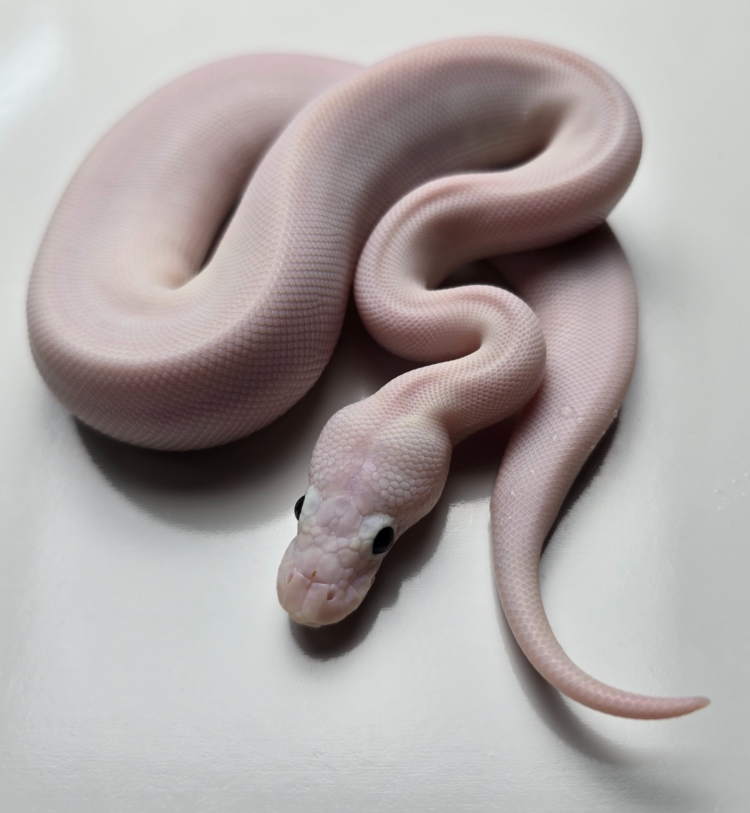 animal image