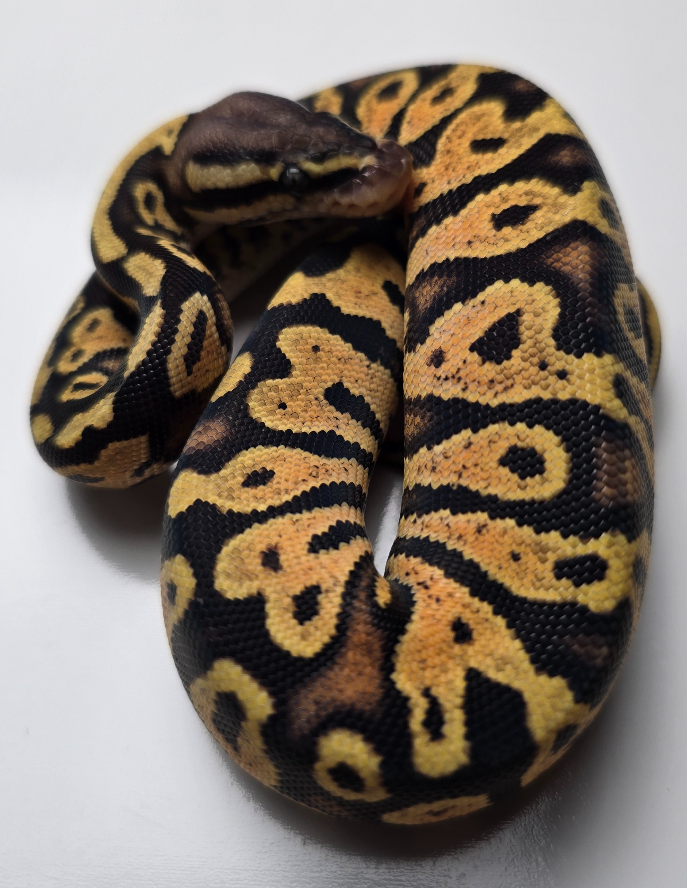 animal image