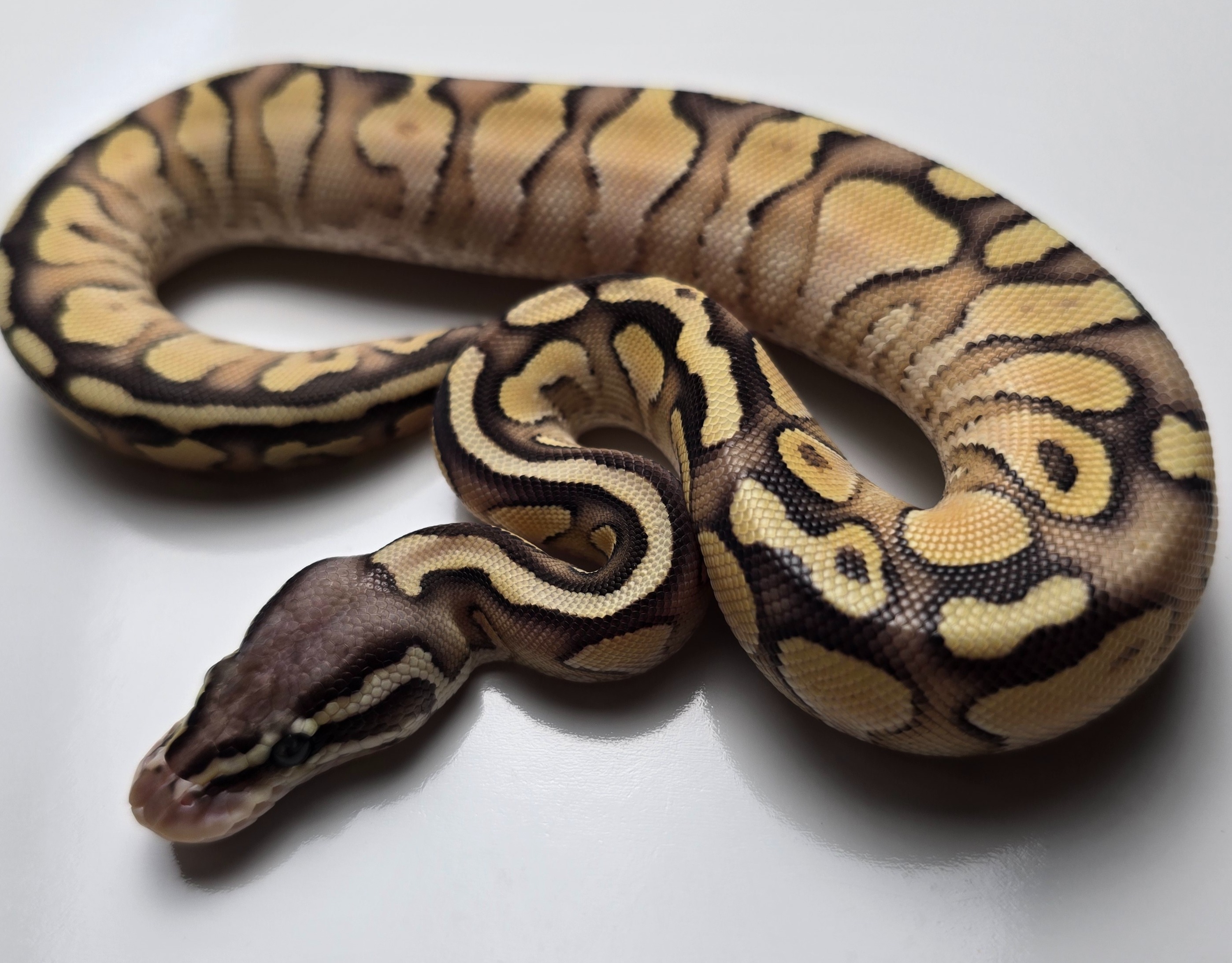 animal image