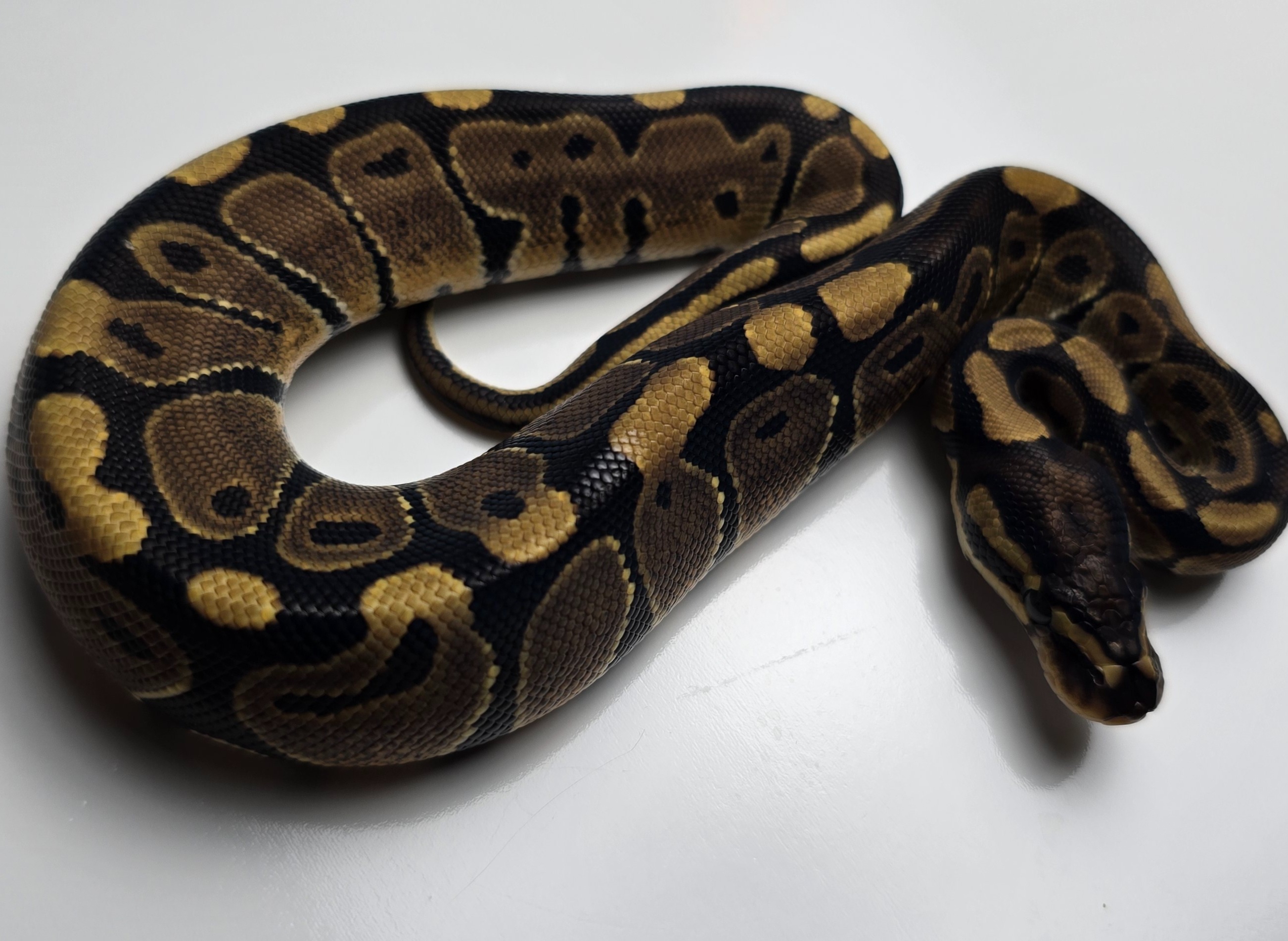 animal image