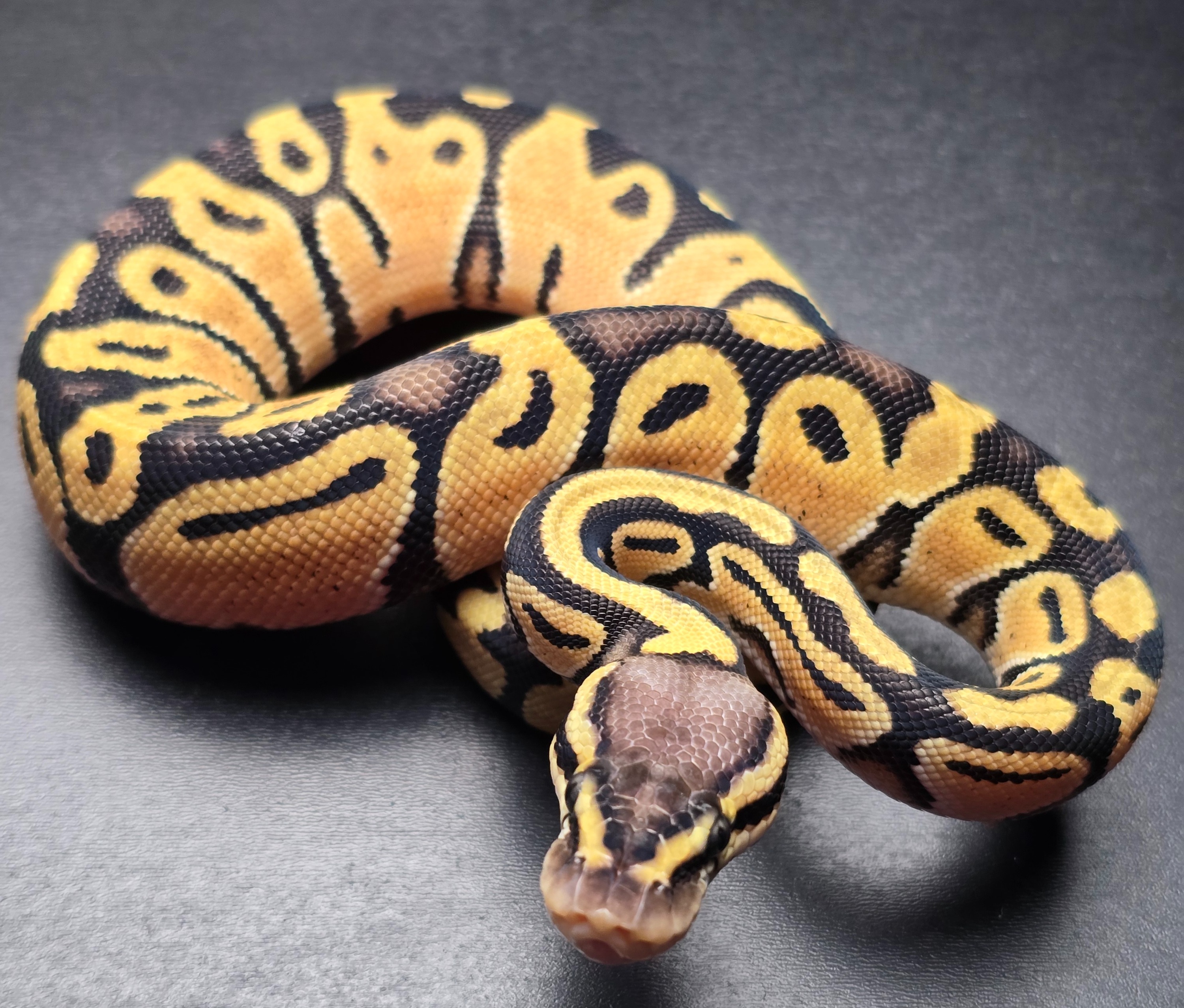 animal image