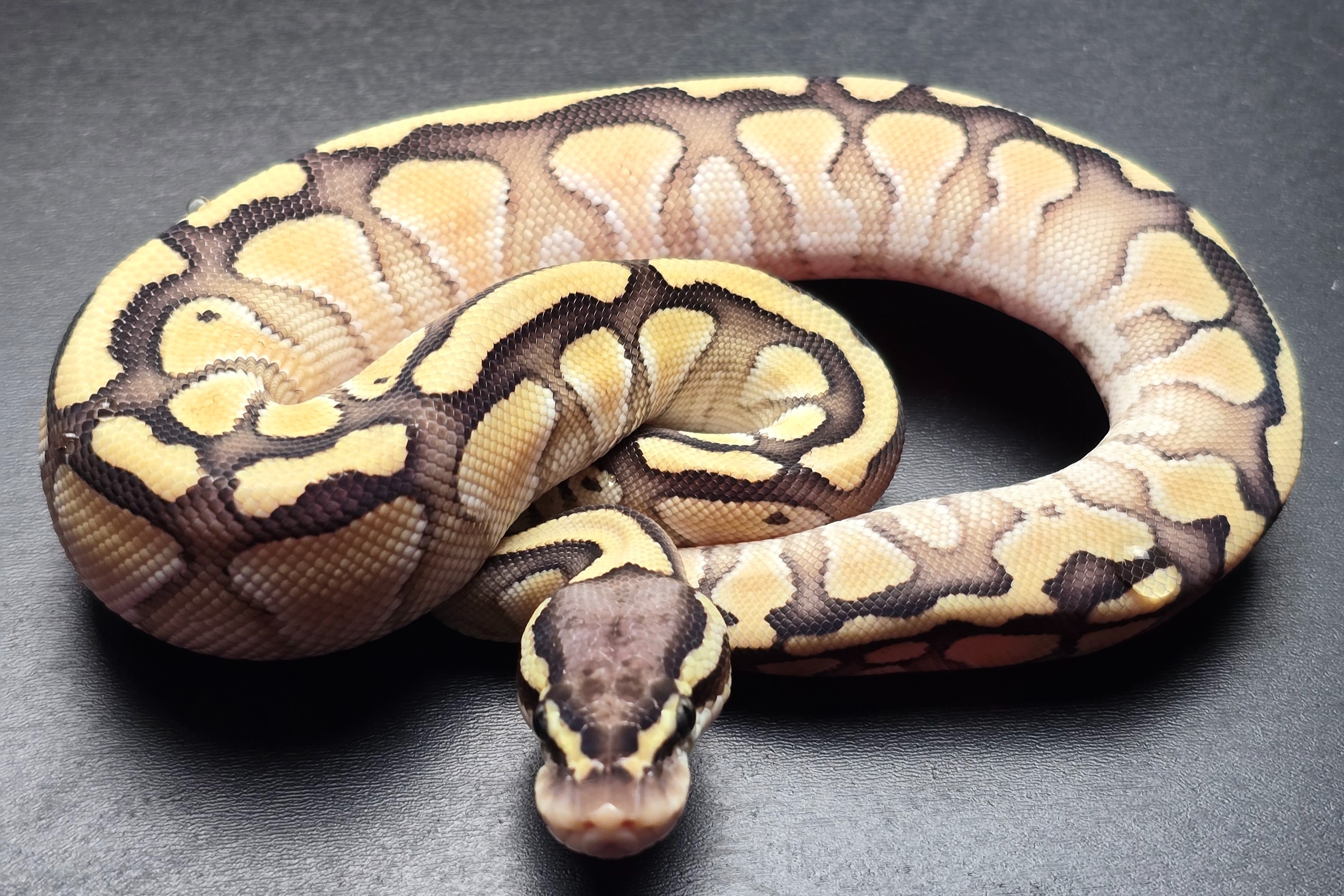 animal image