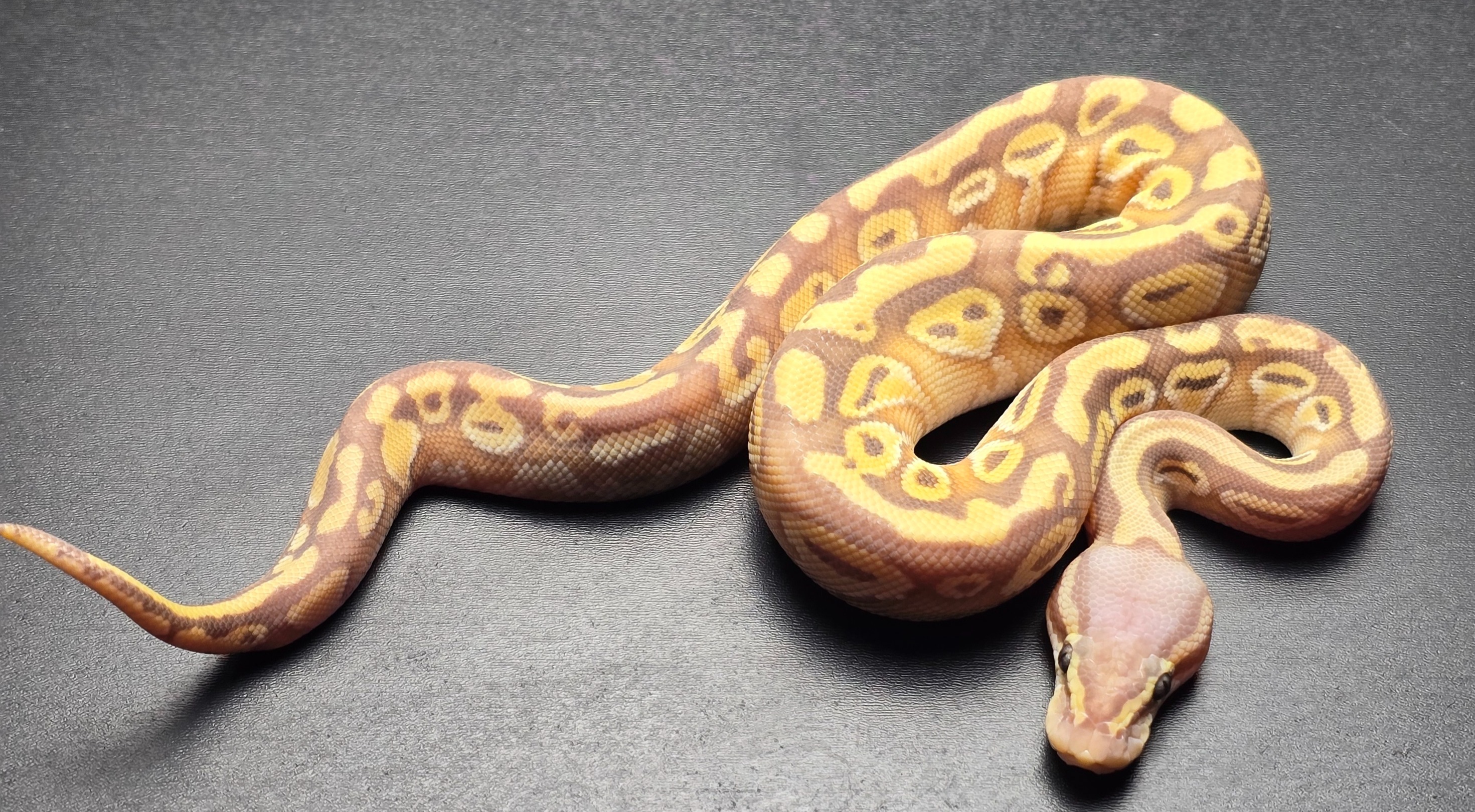 animal image