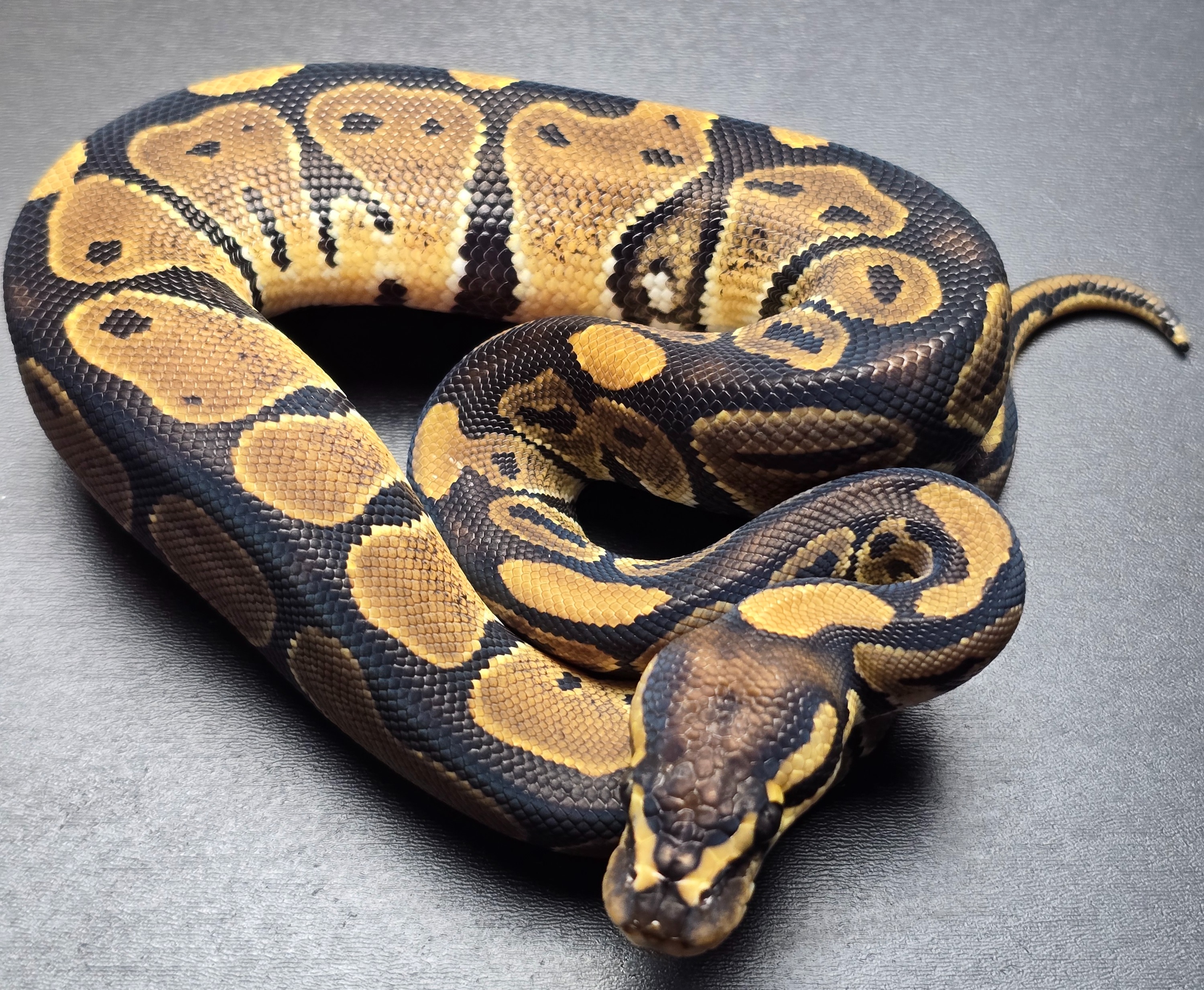 animal image
