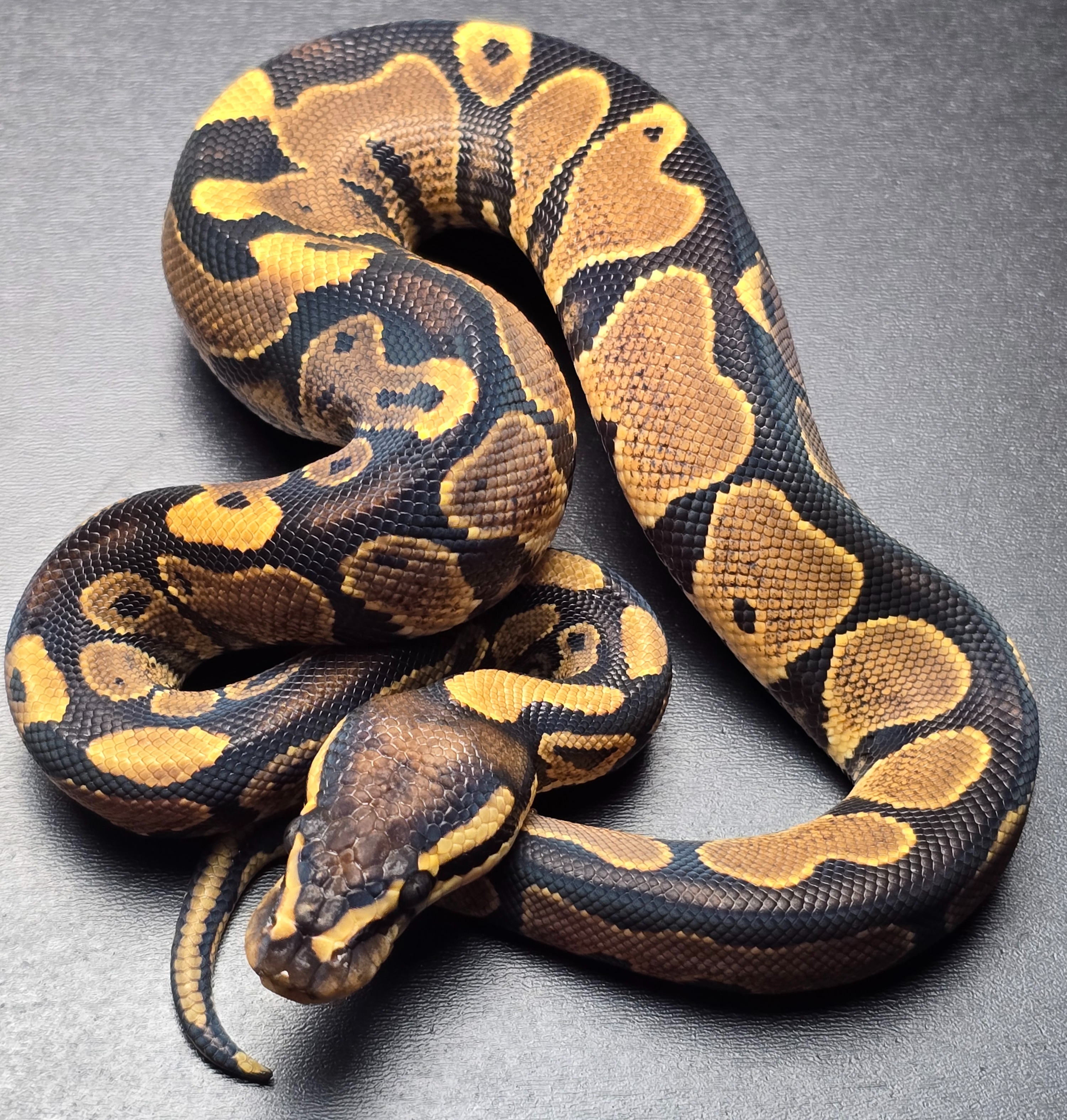 animal image