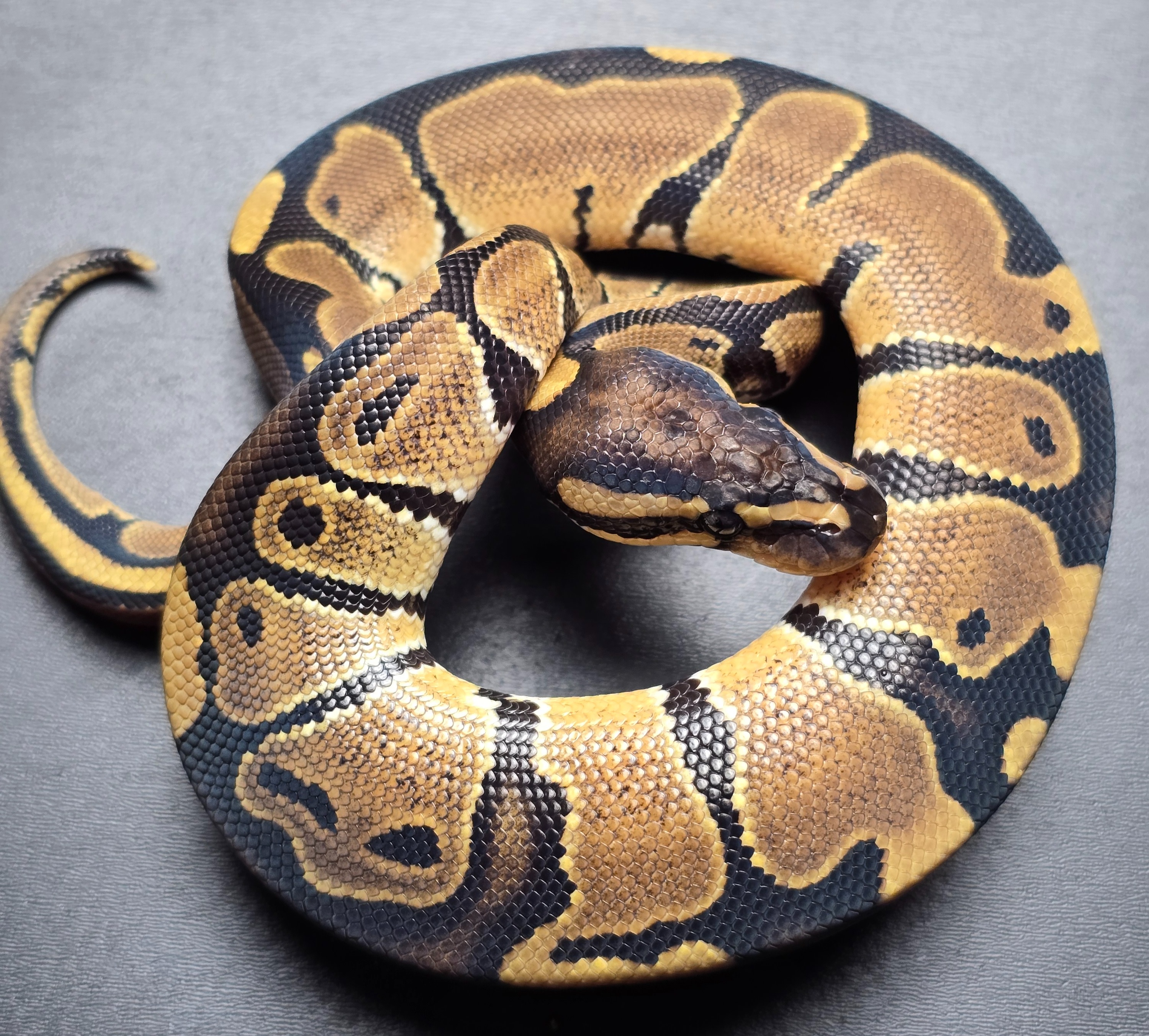 animal image