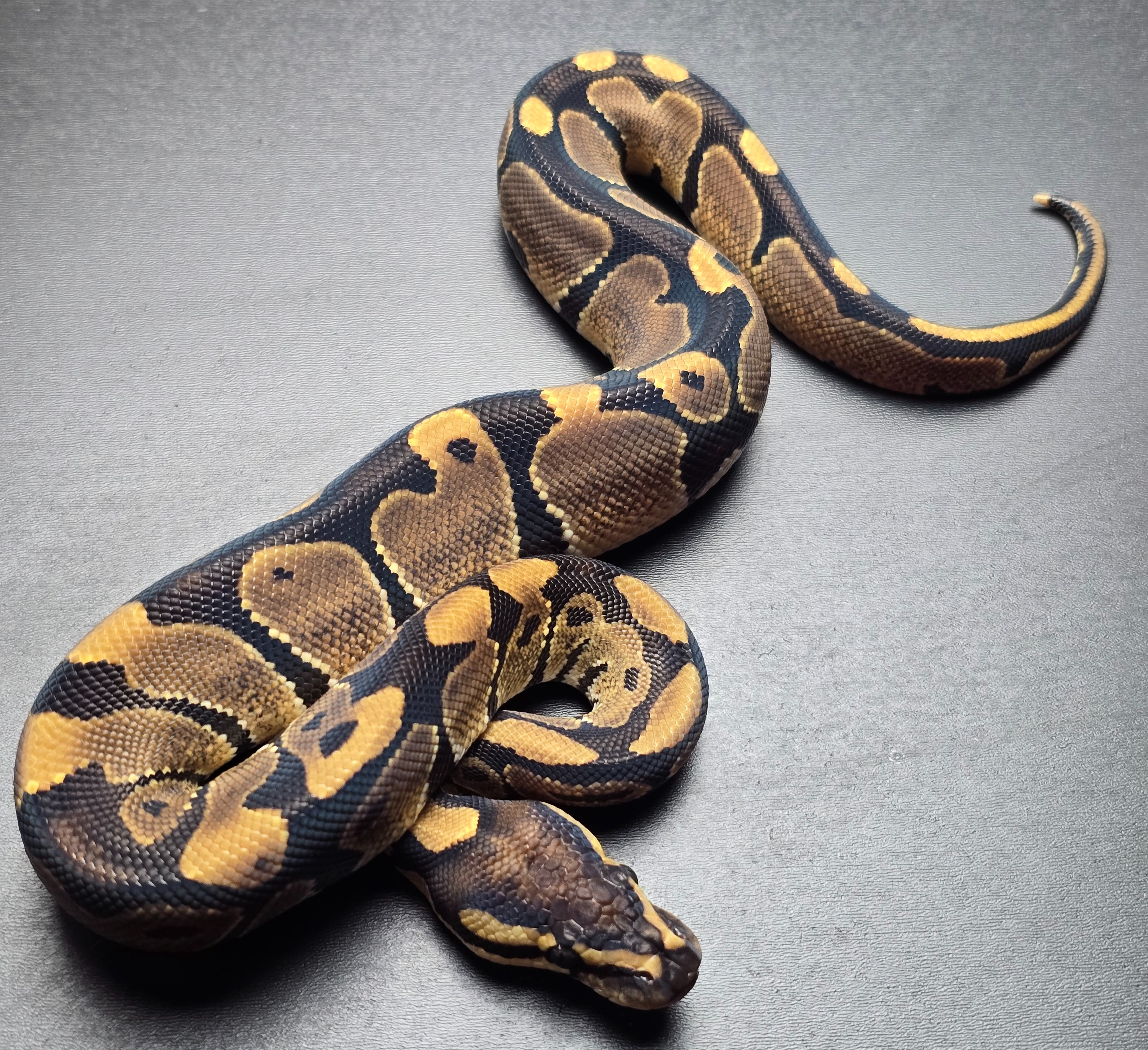 animal image