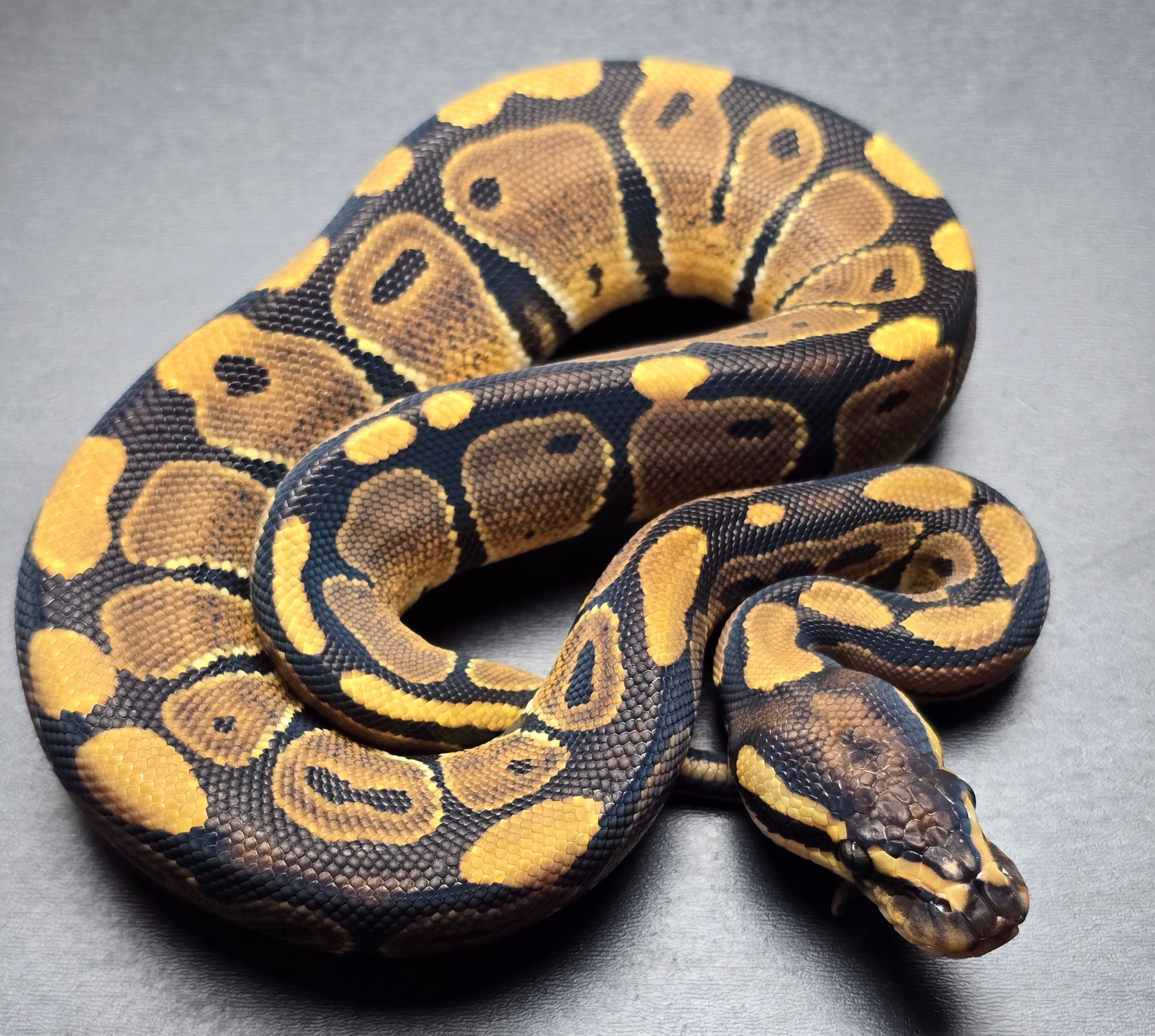 animal image