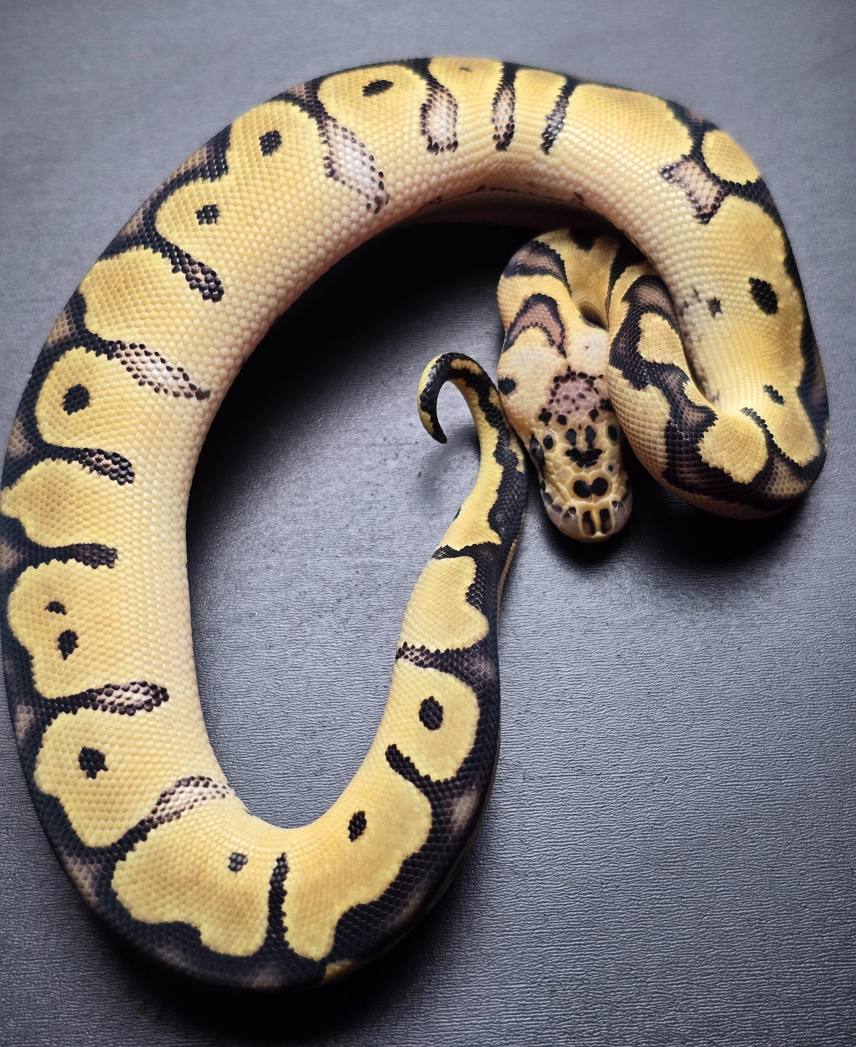 animal image