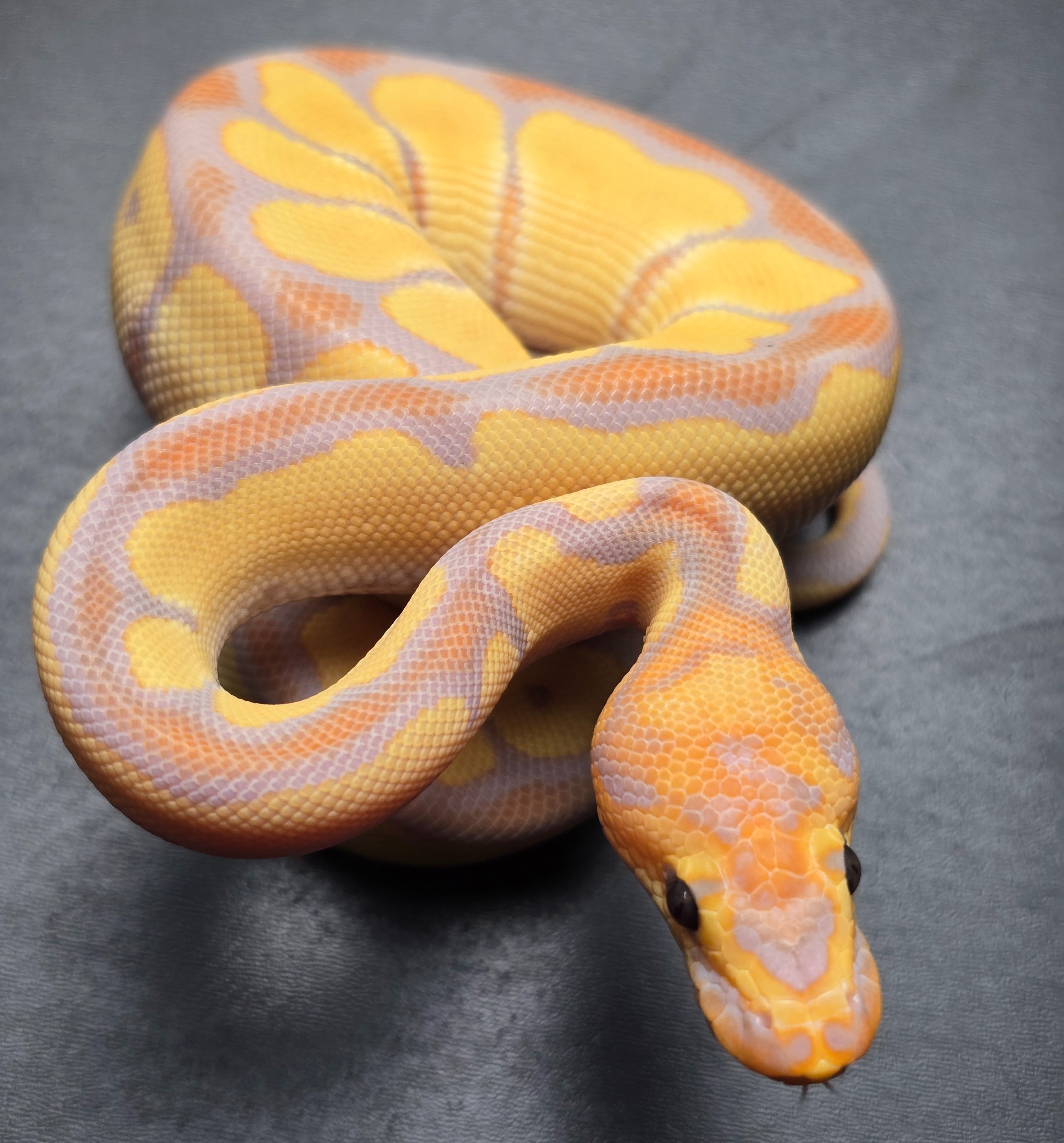 animal image