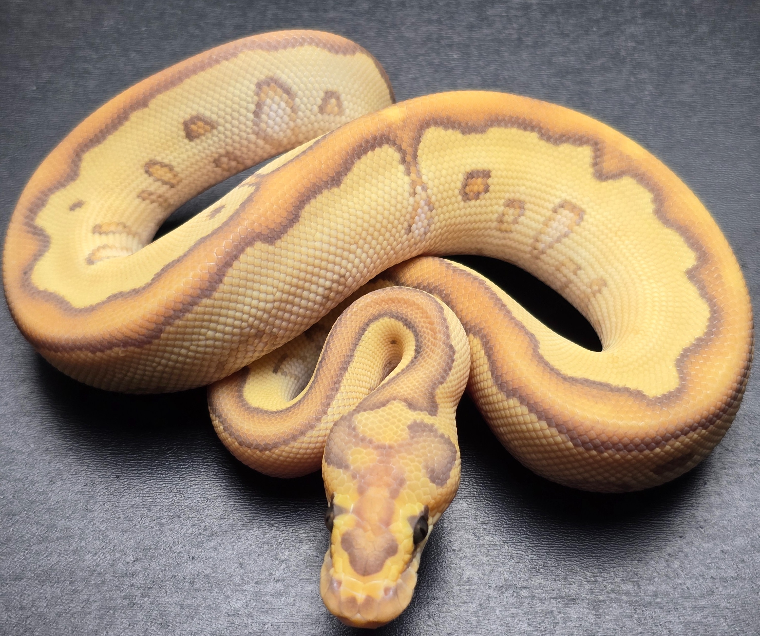 animal image