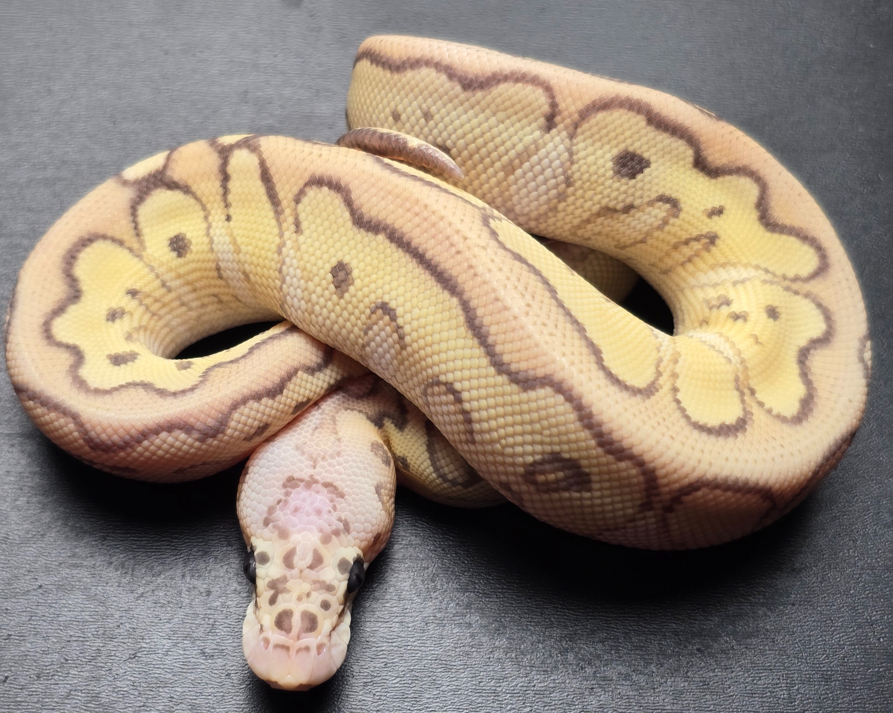 animal image