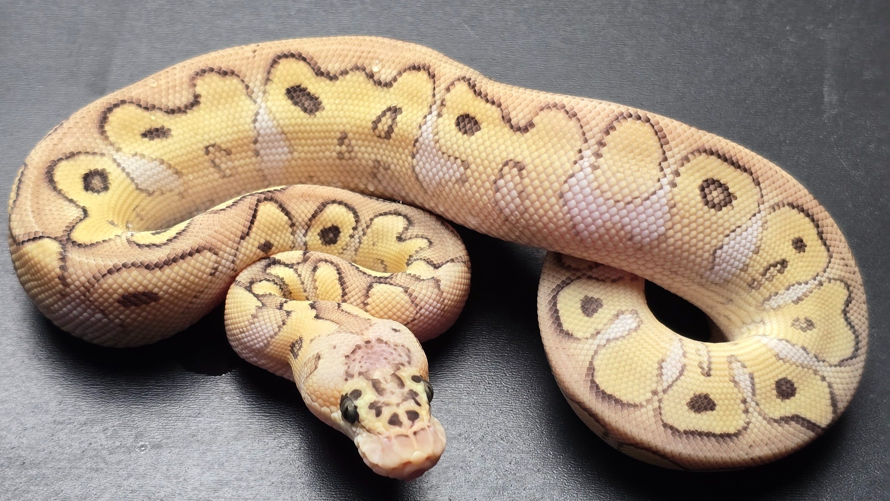 animal image