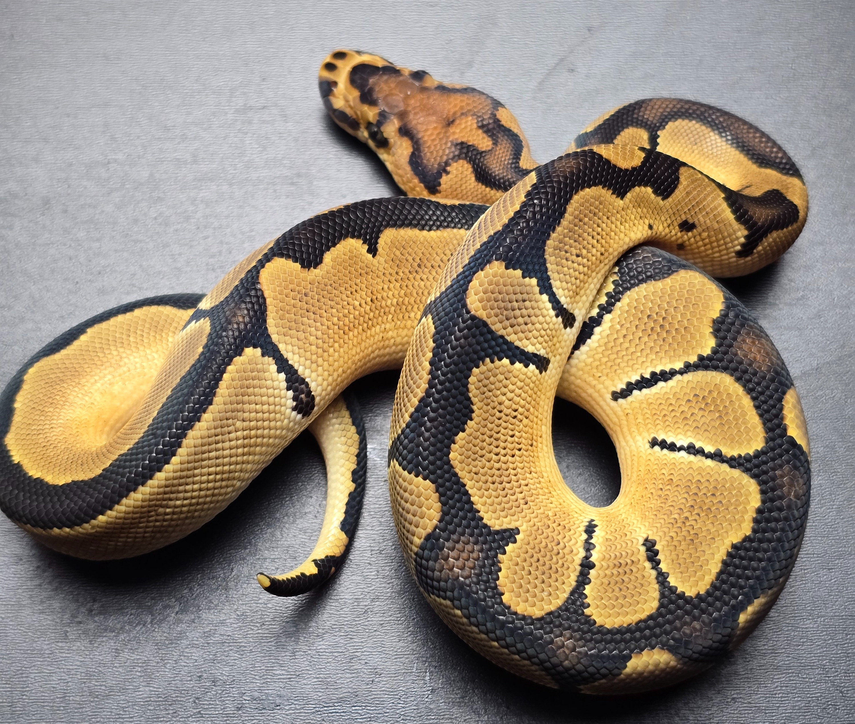 animal image