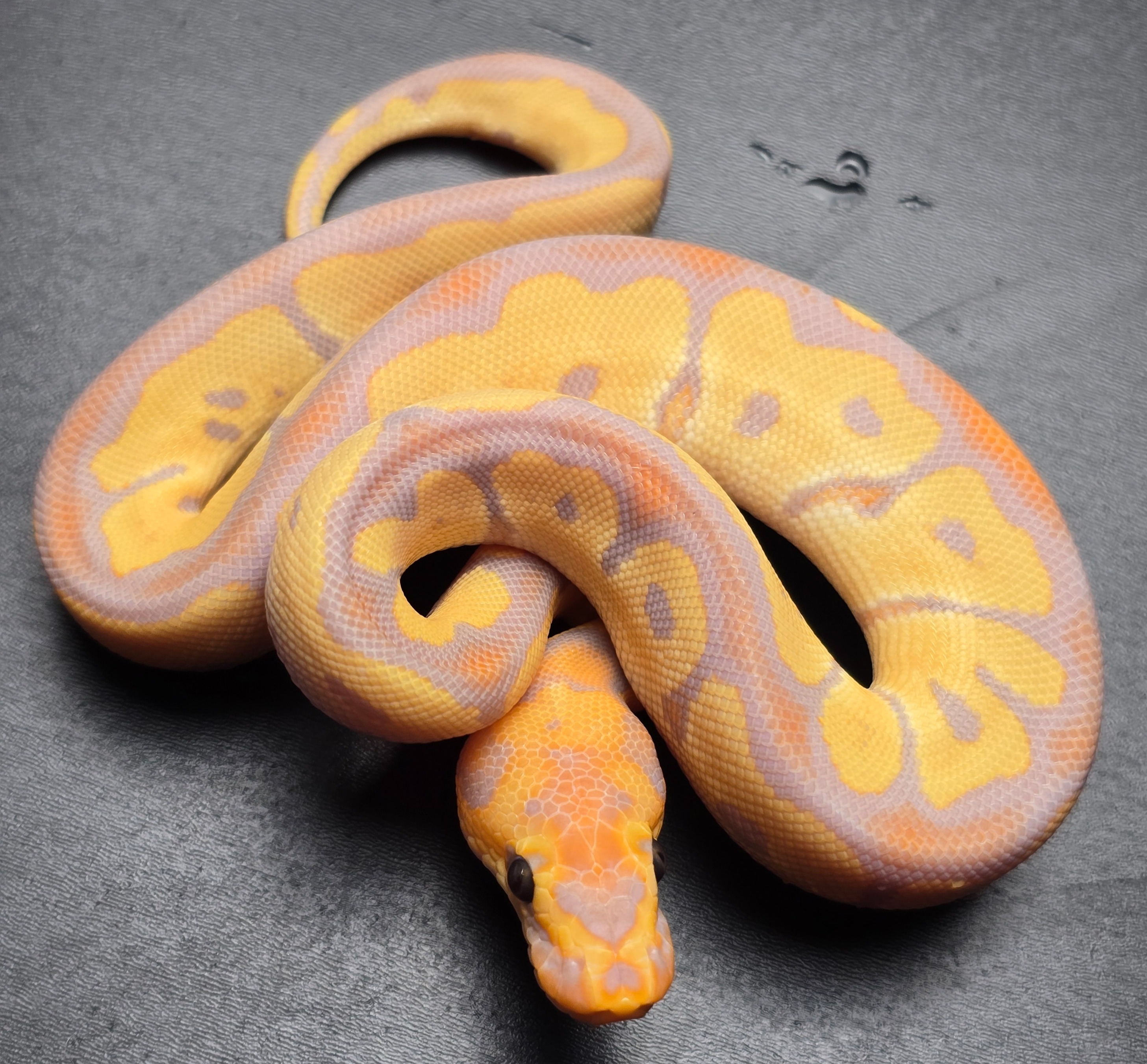 animal image
