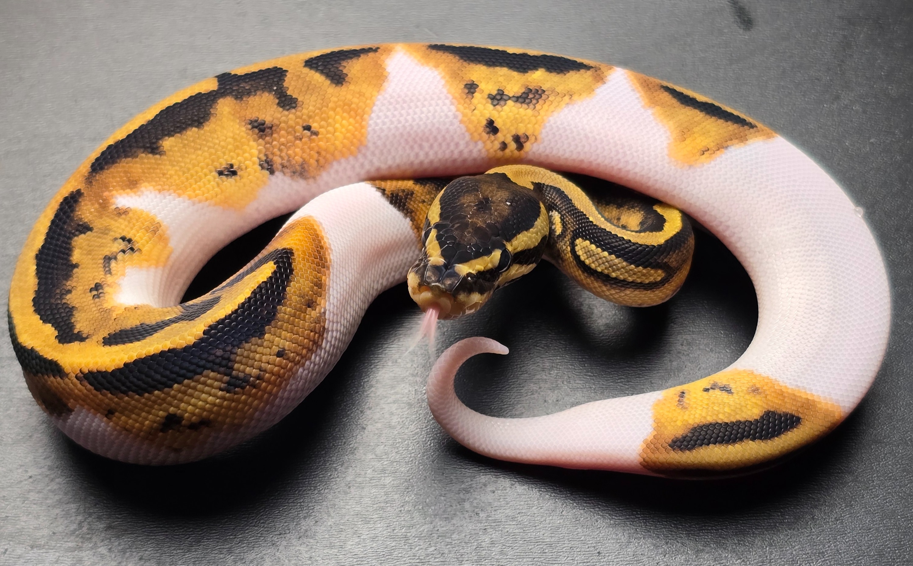 animal image