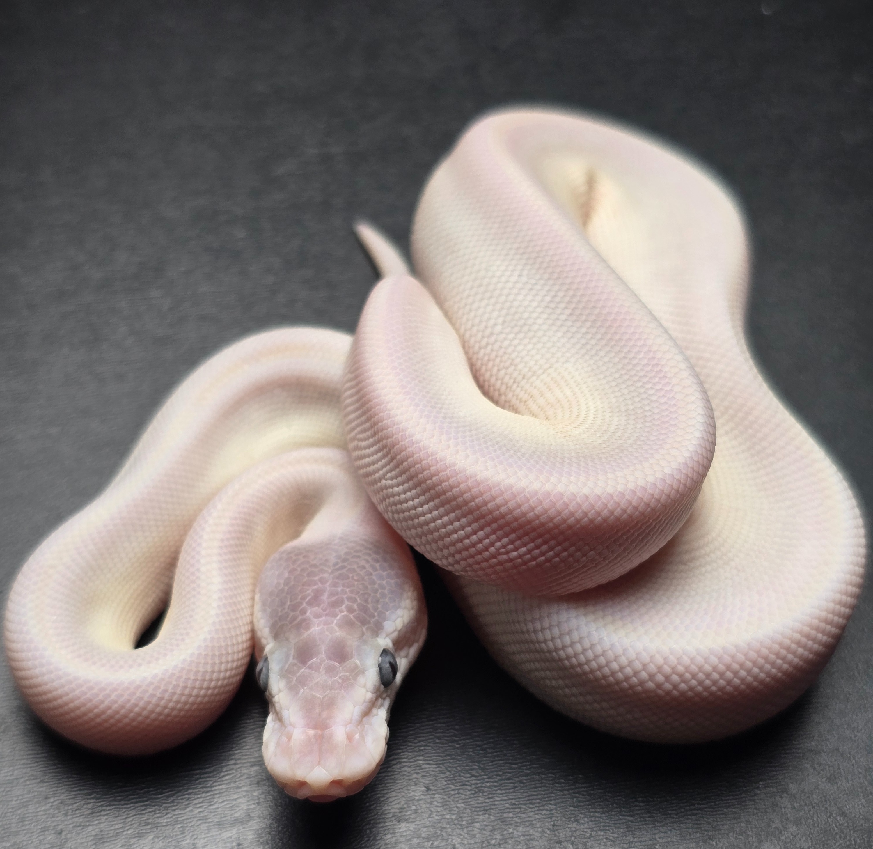 animal image