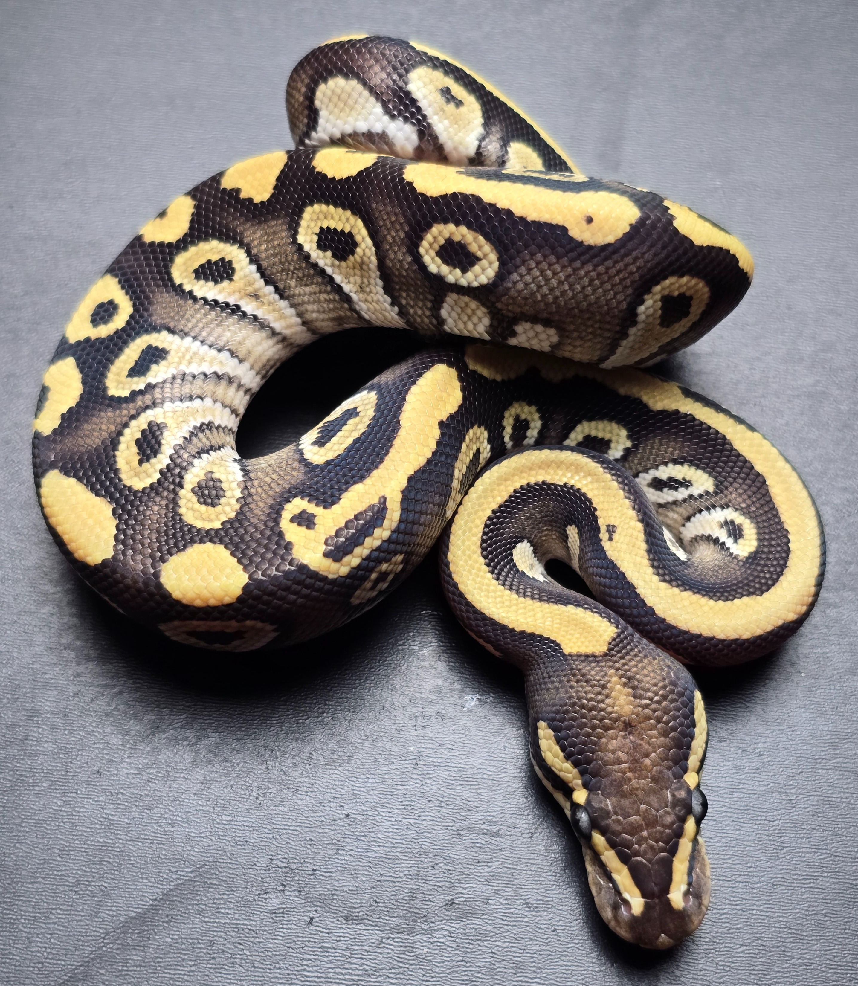 animal image