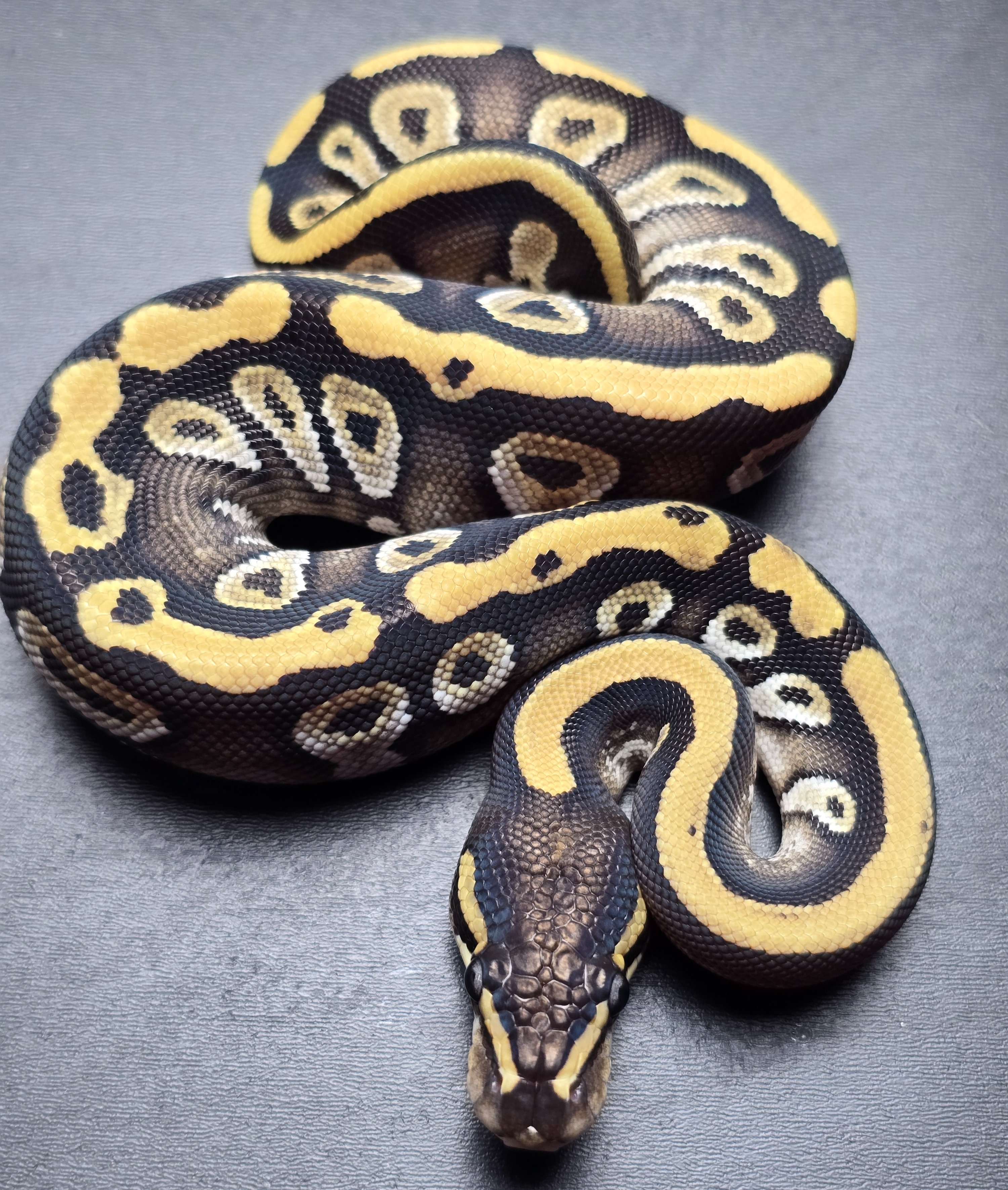 animal image