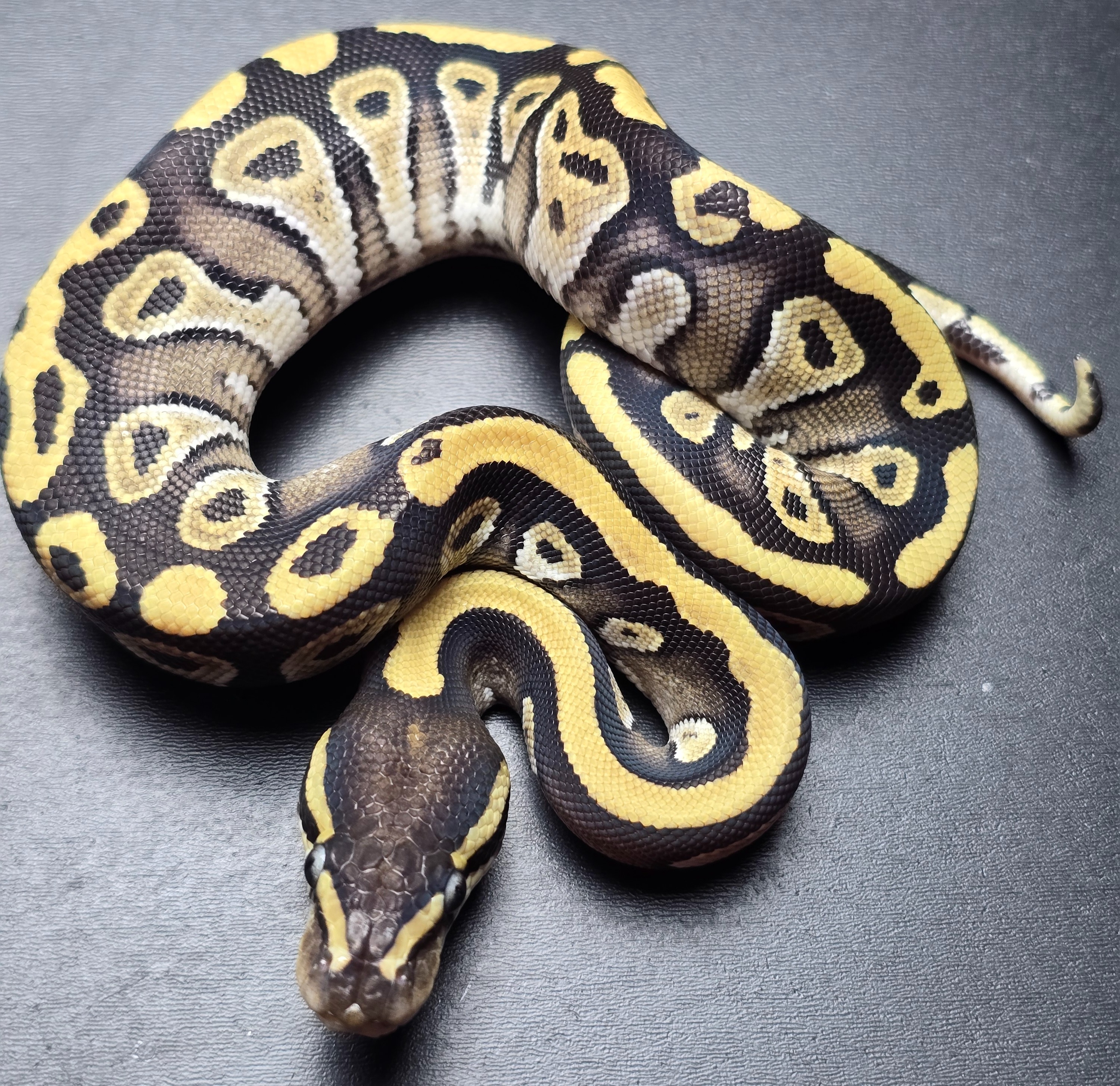 Mojave