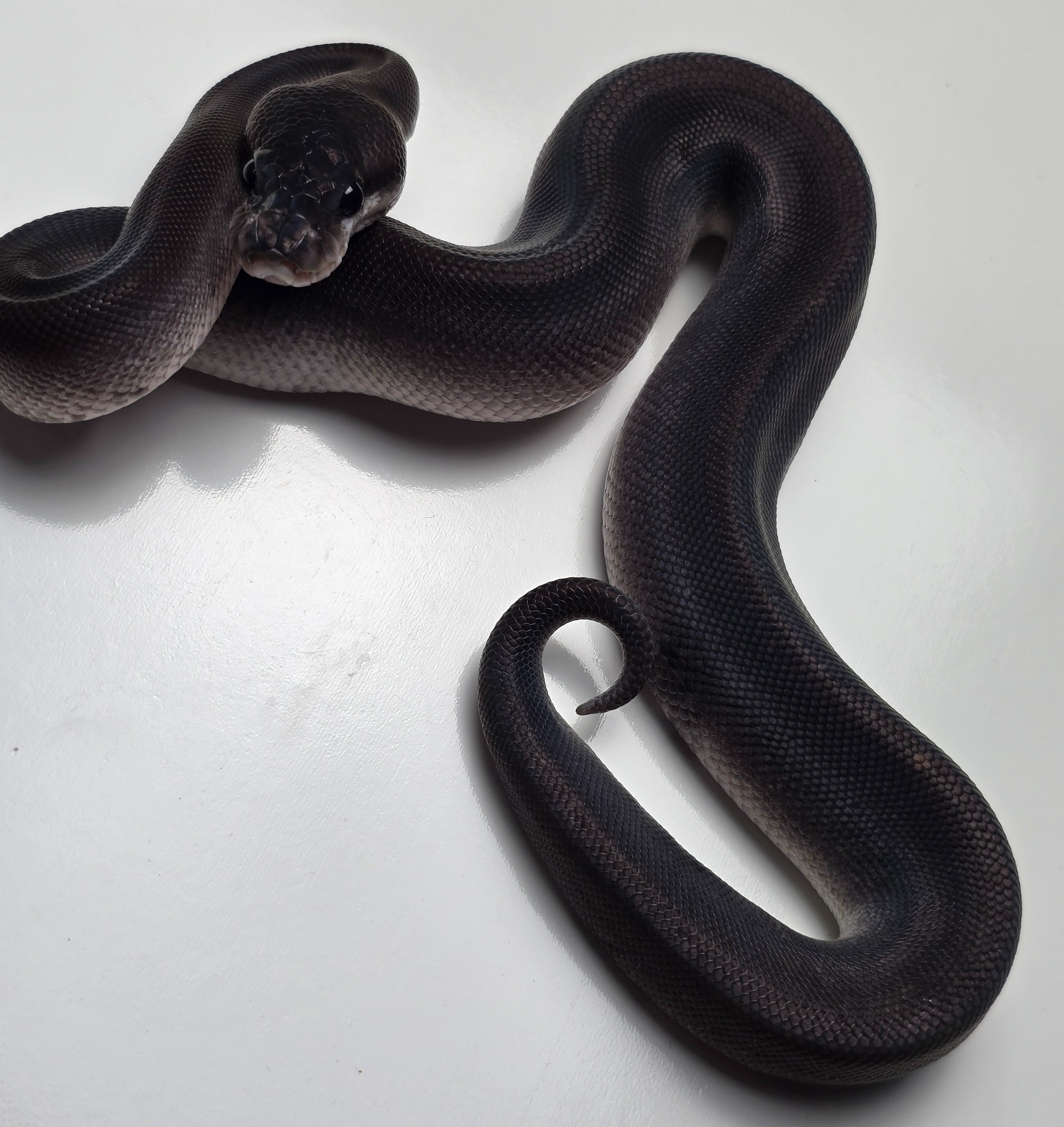 animal image