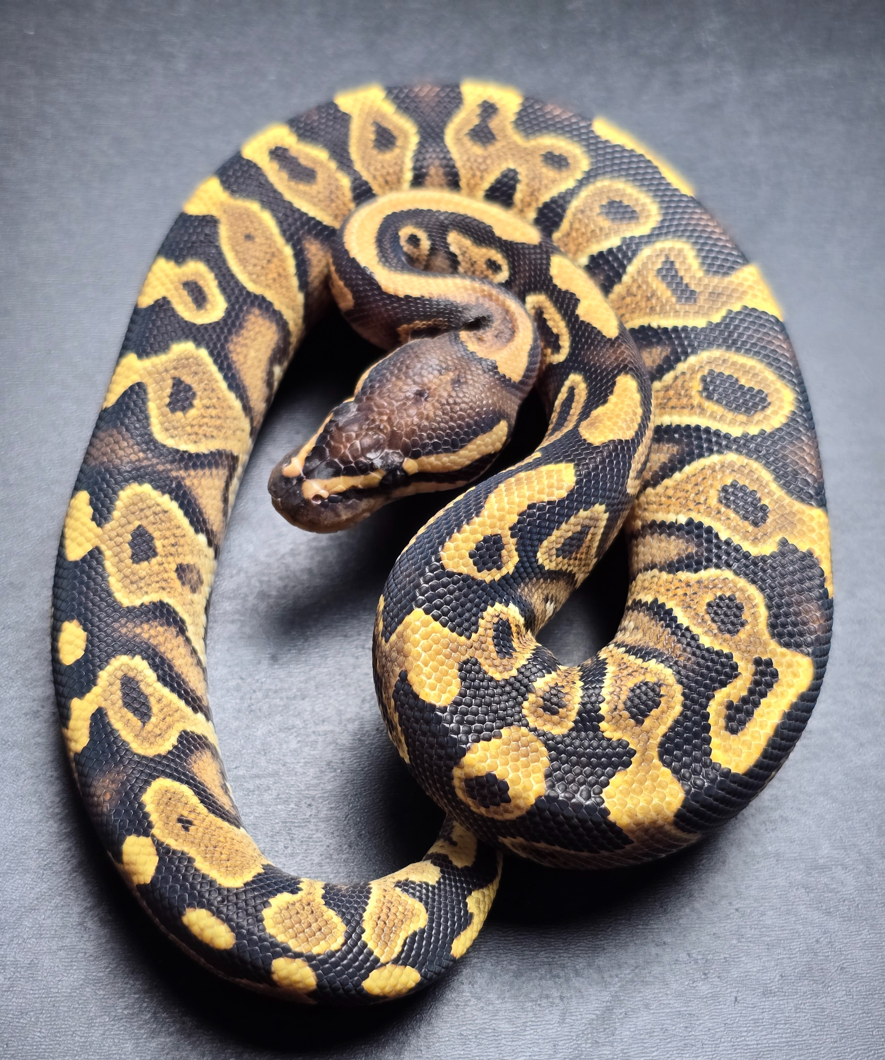 animal image