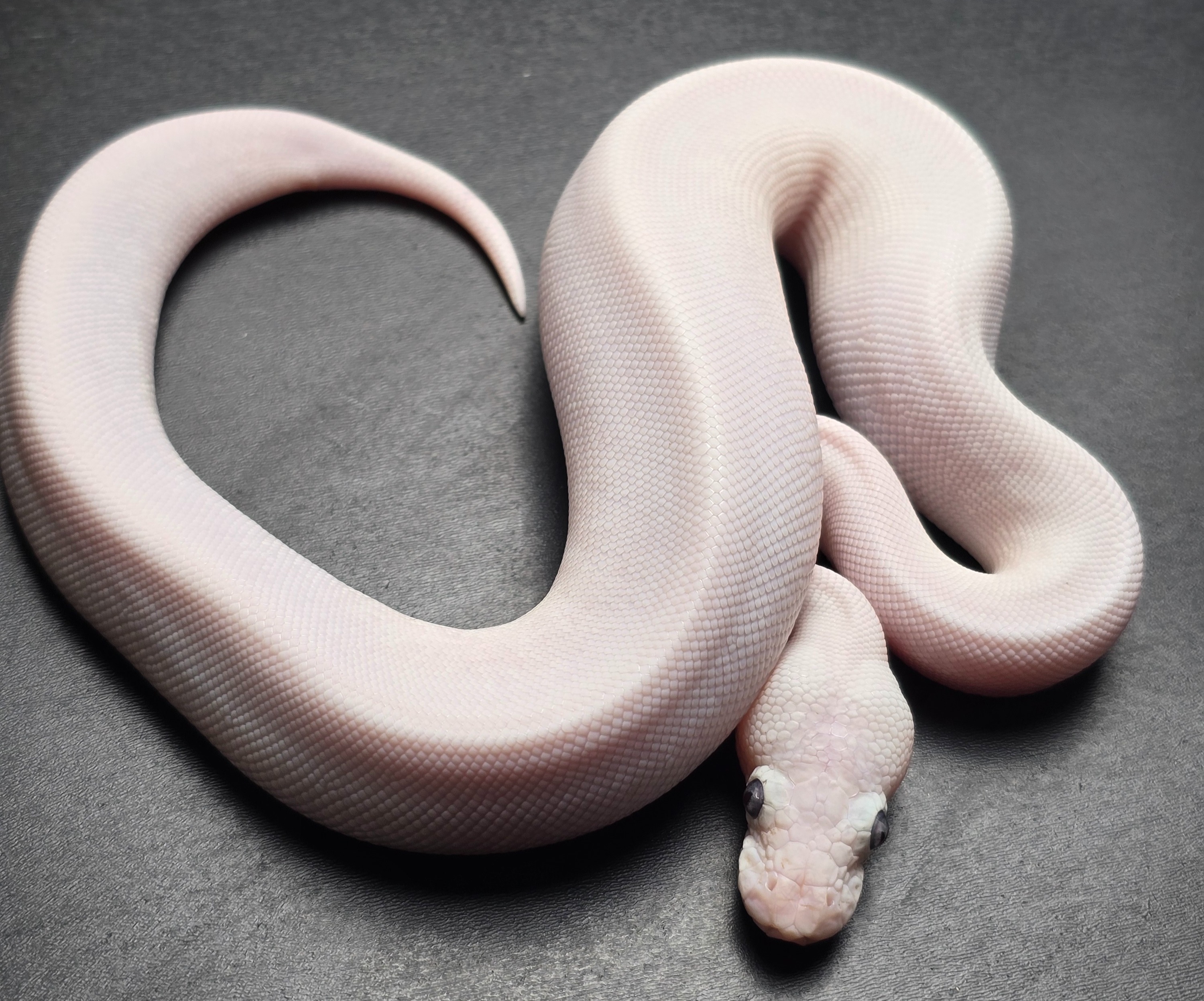 animal image