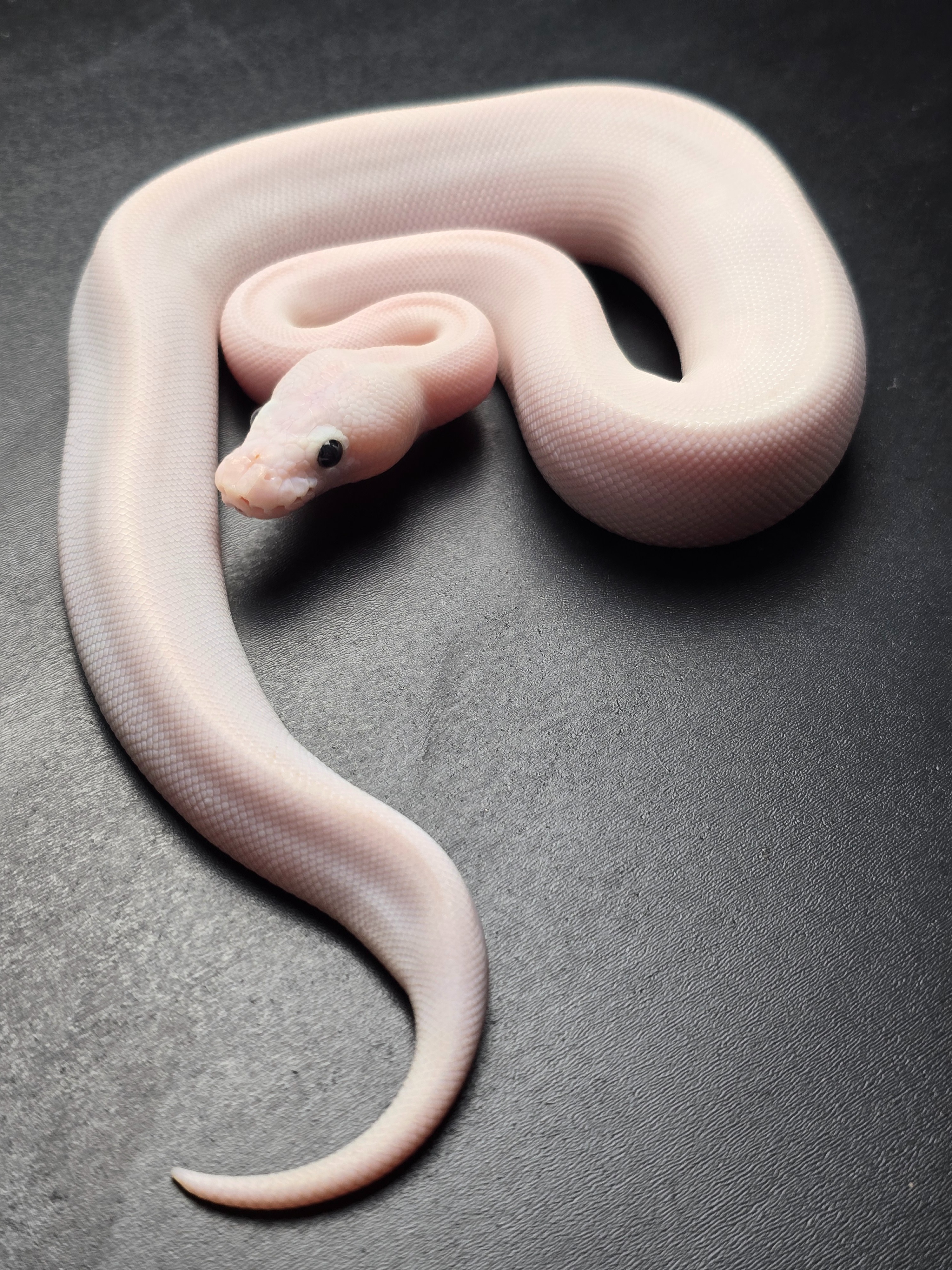 animal image