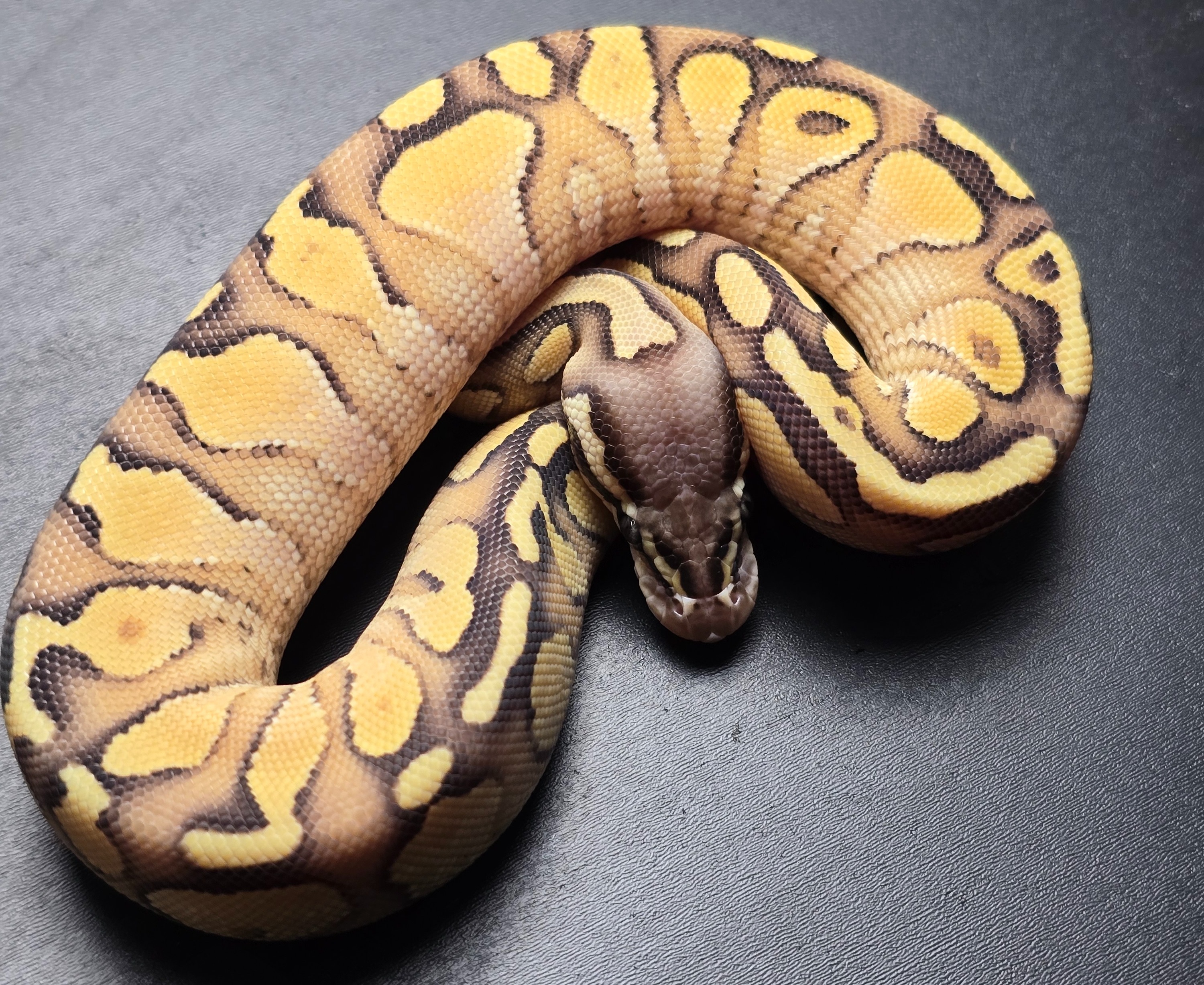 animal image