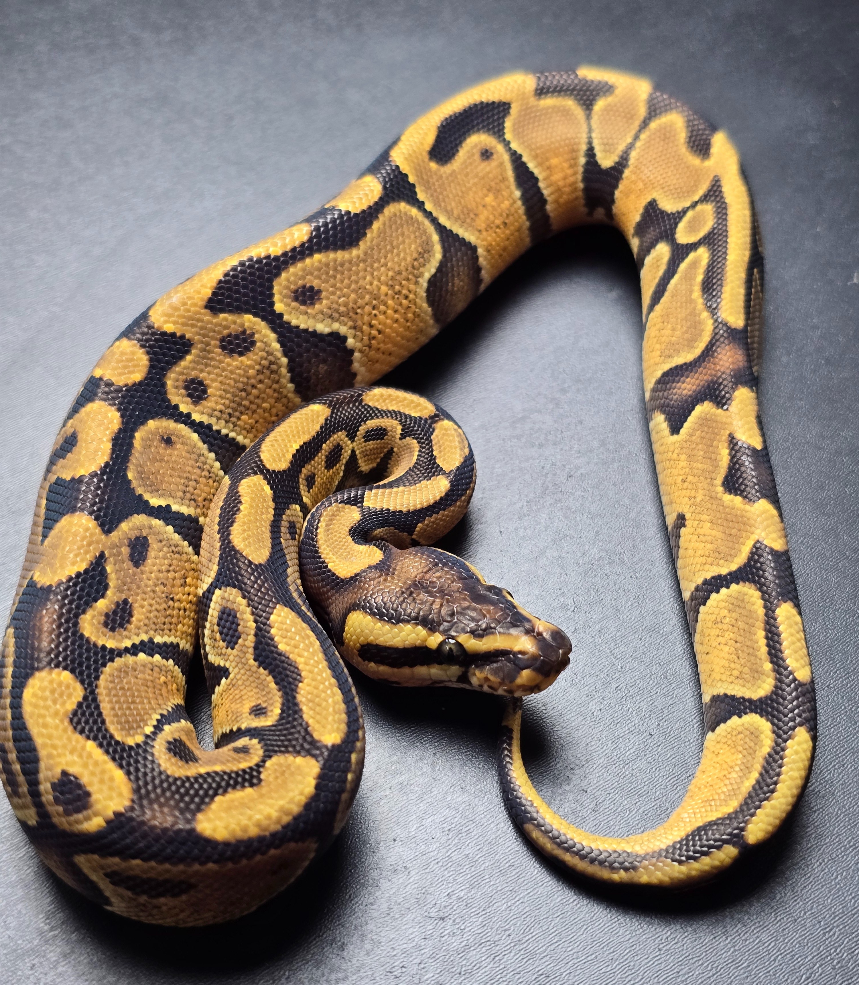 animal image
