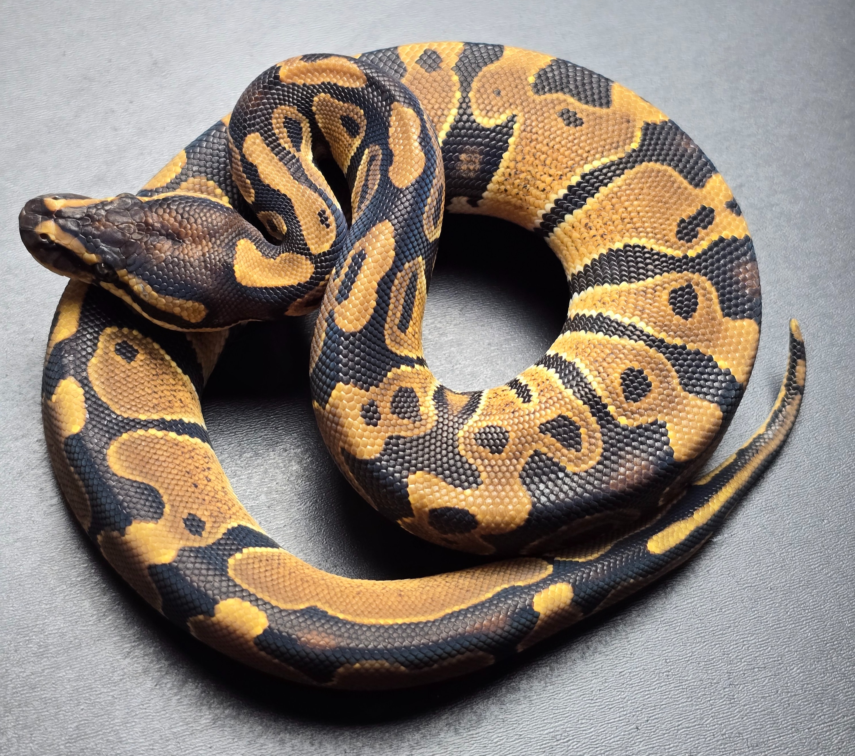 animal image