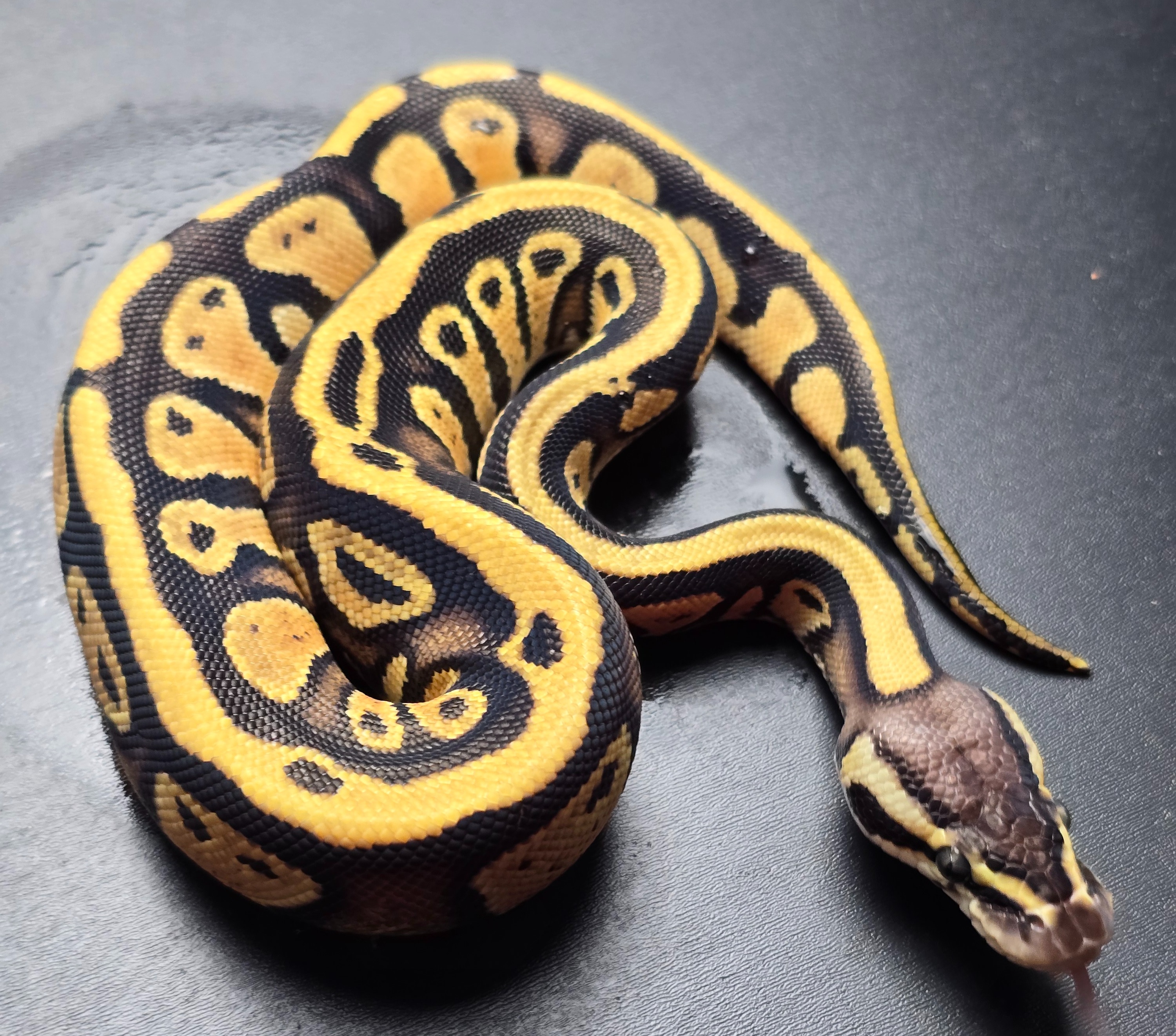 animal image