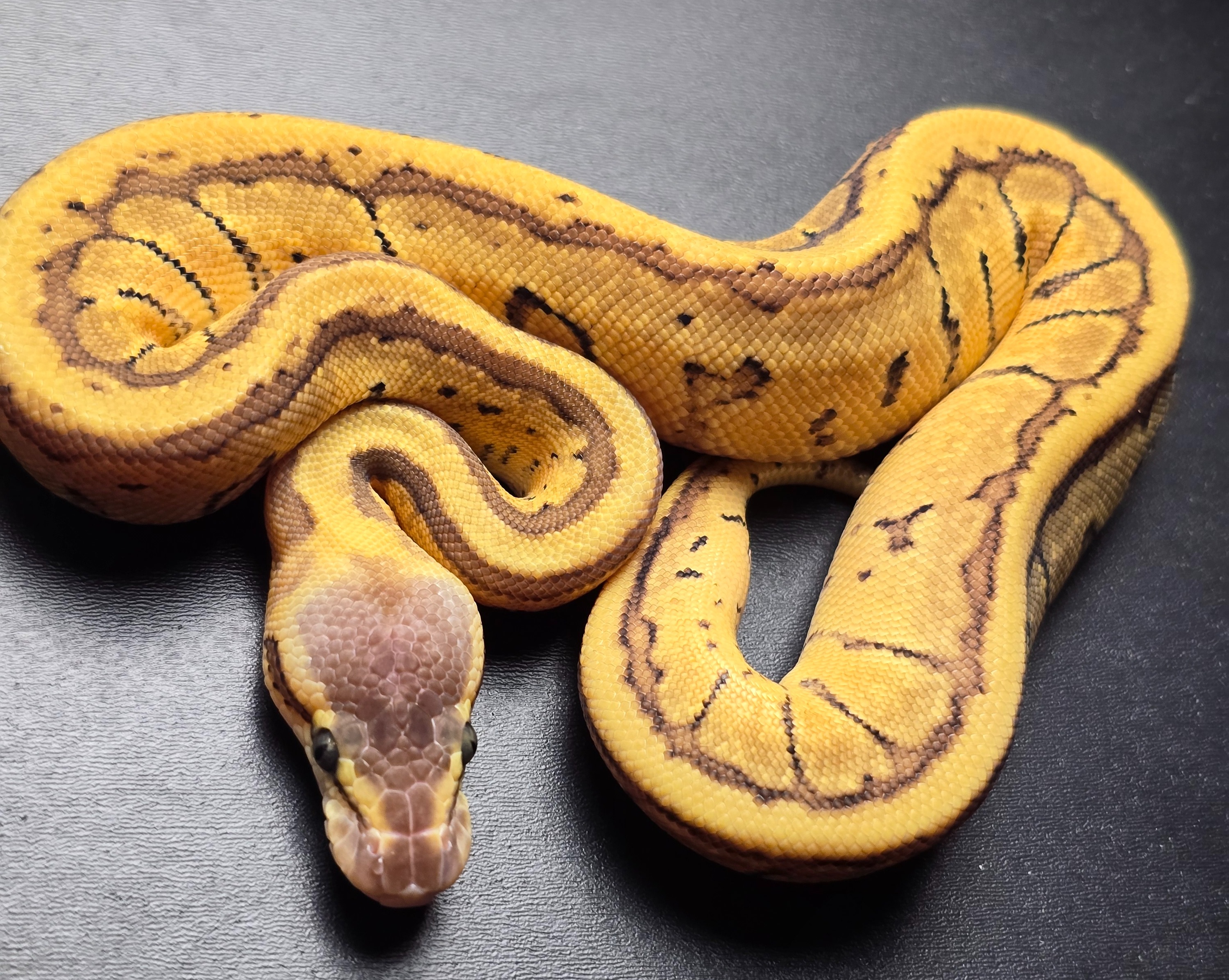 animal image