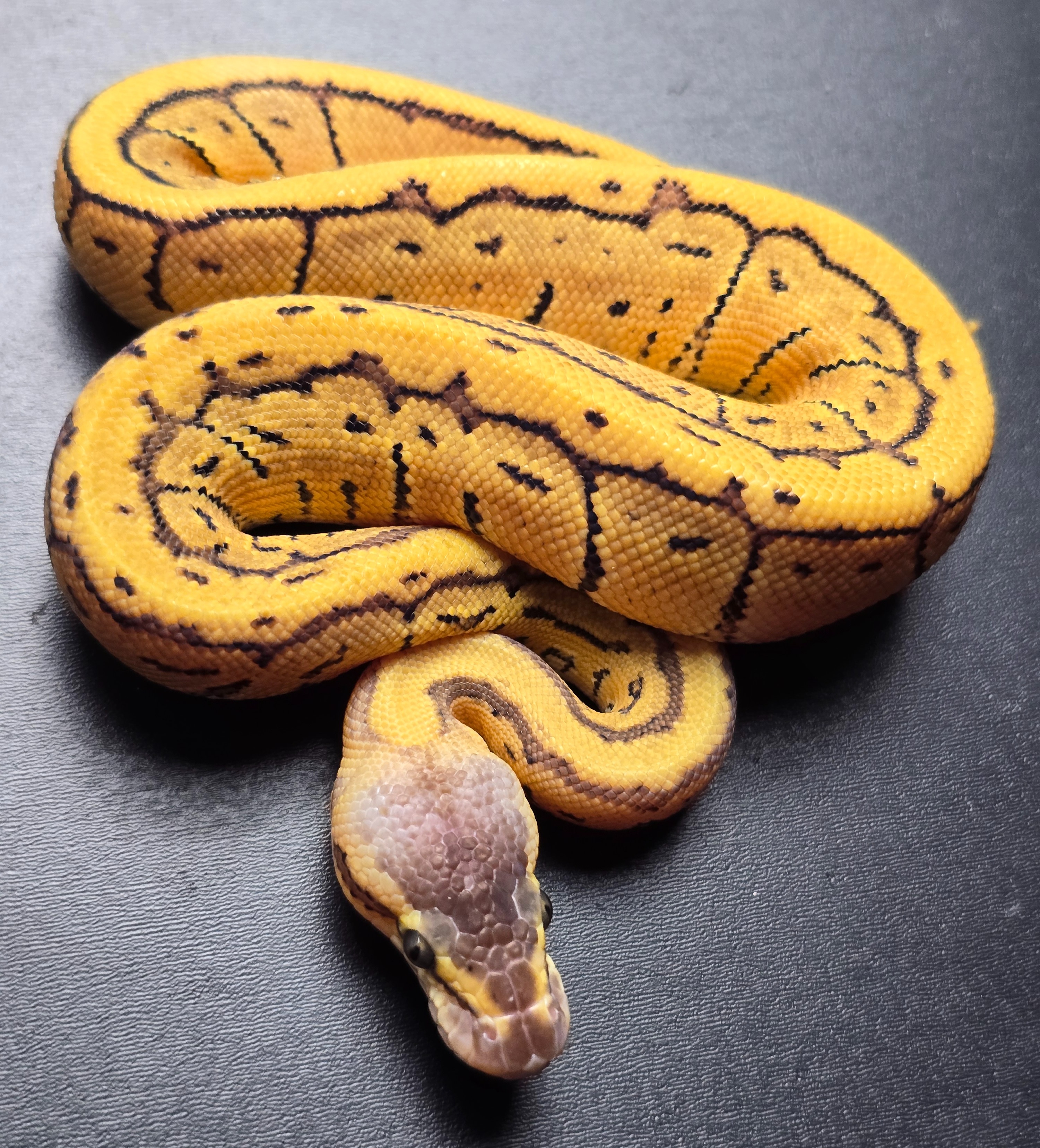 animal image