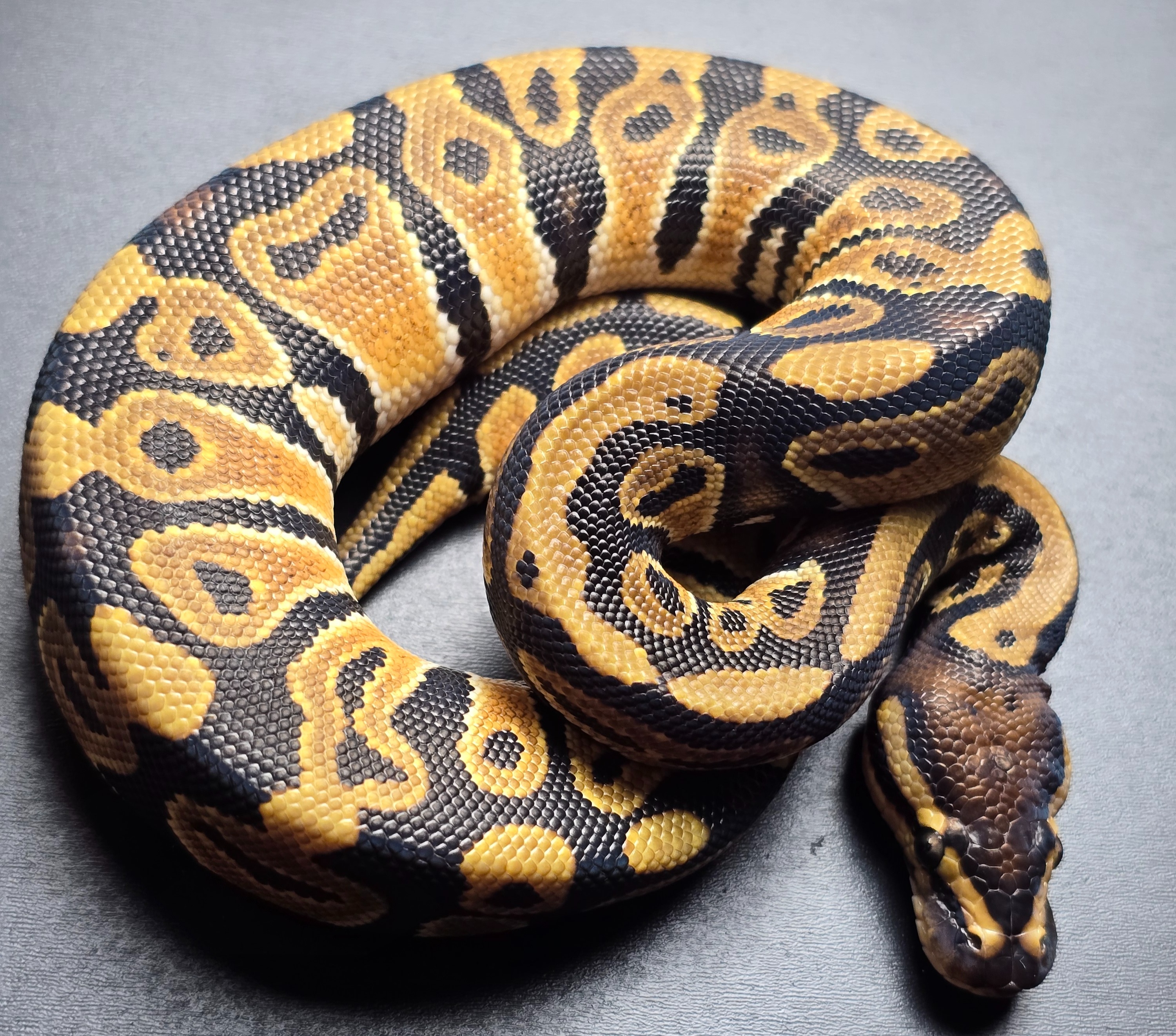 animal image