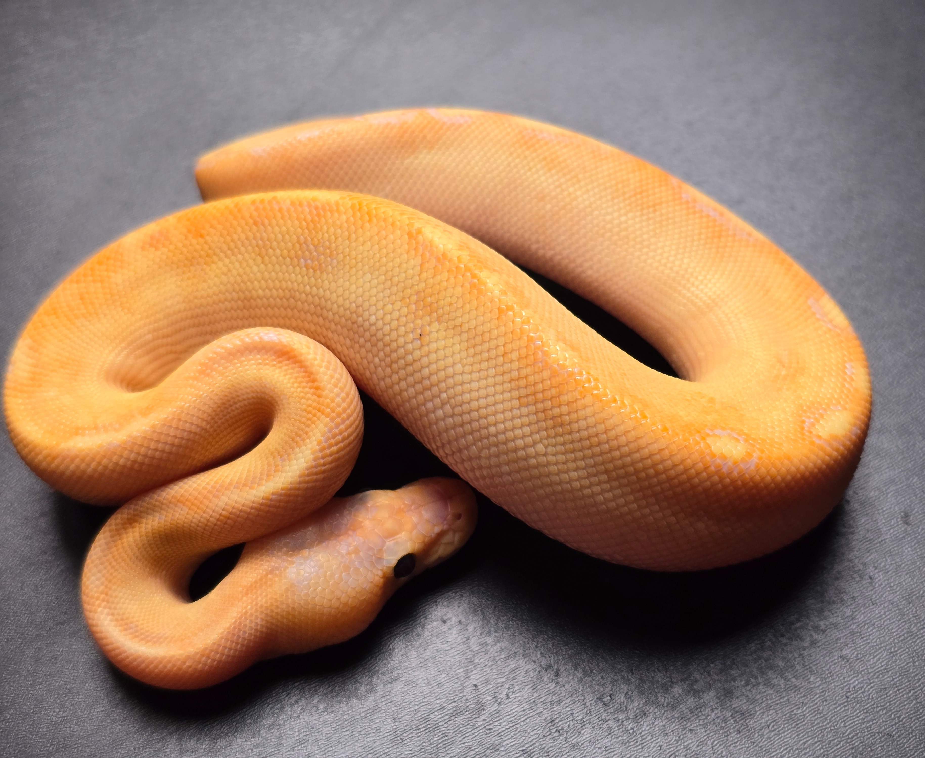 animal image