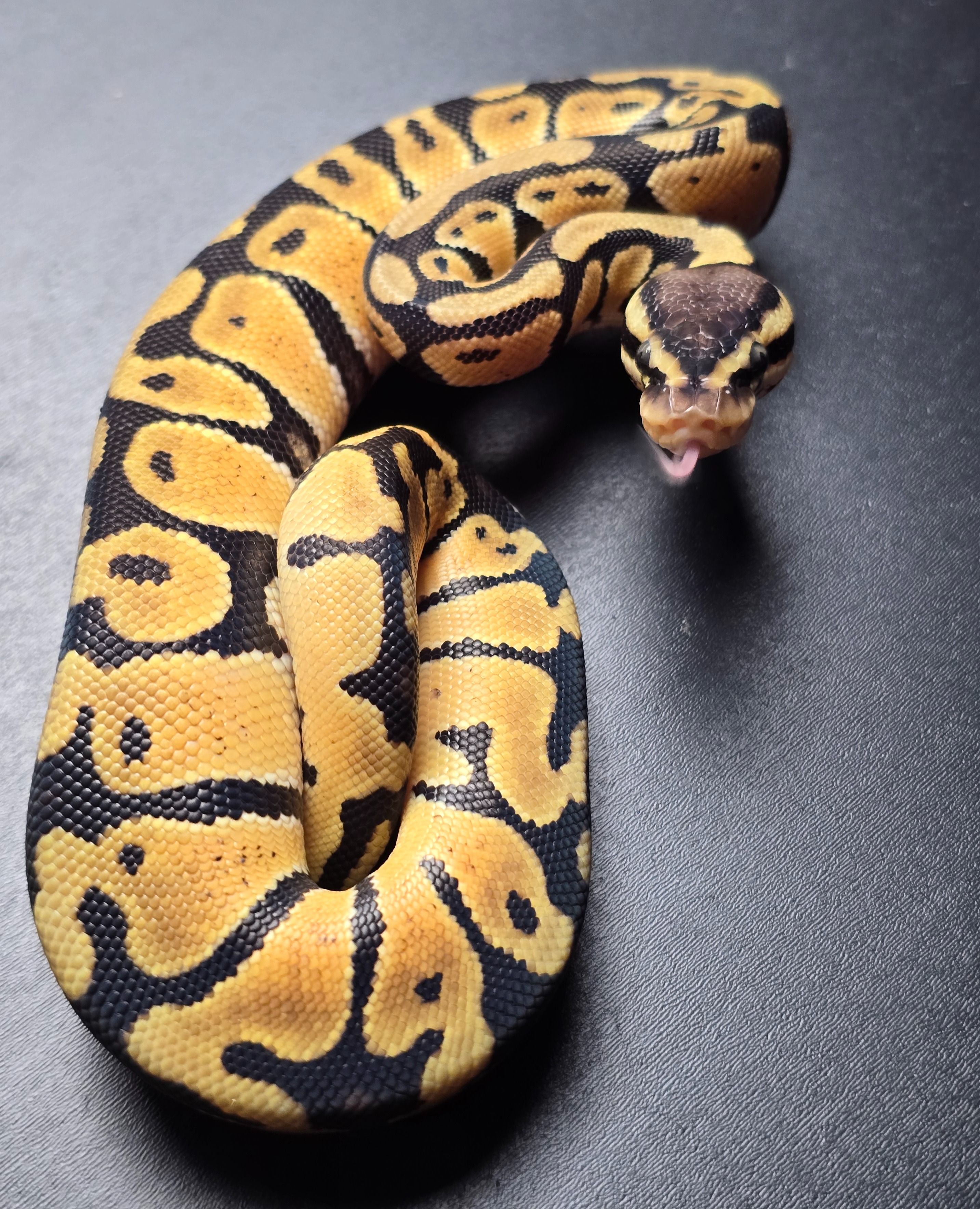 animal image