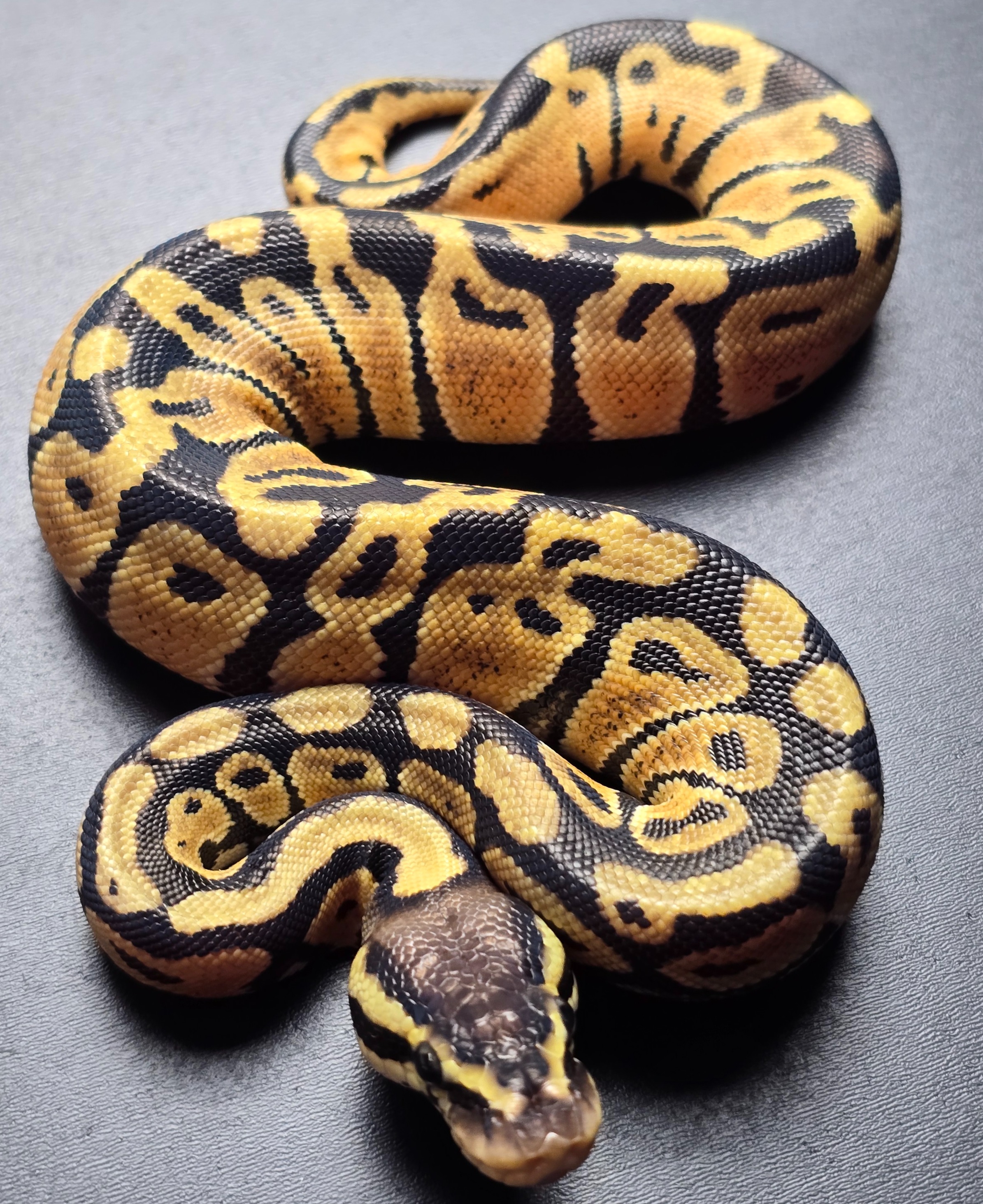 animal image