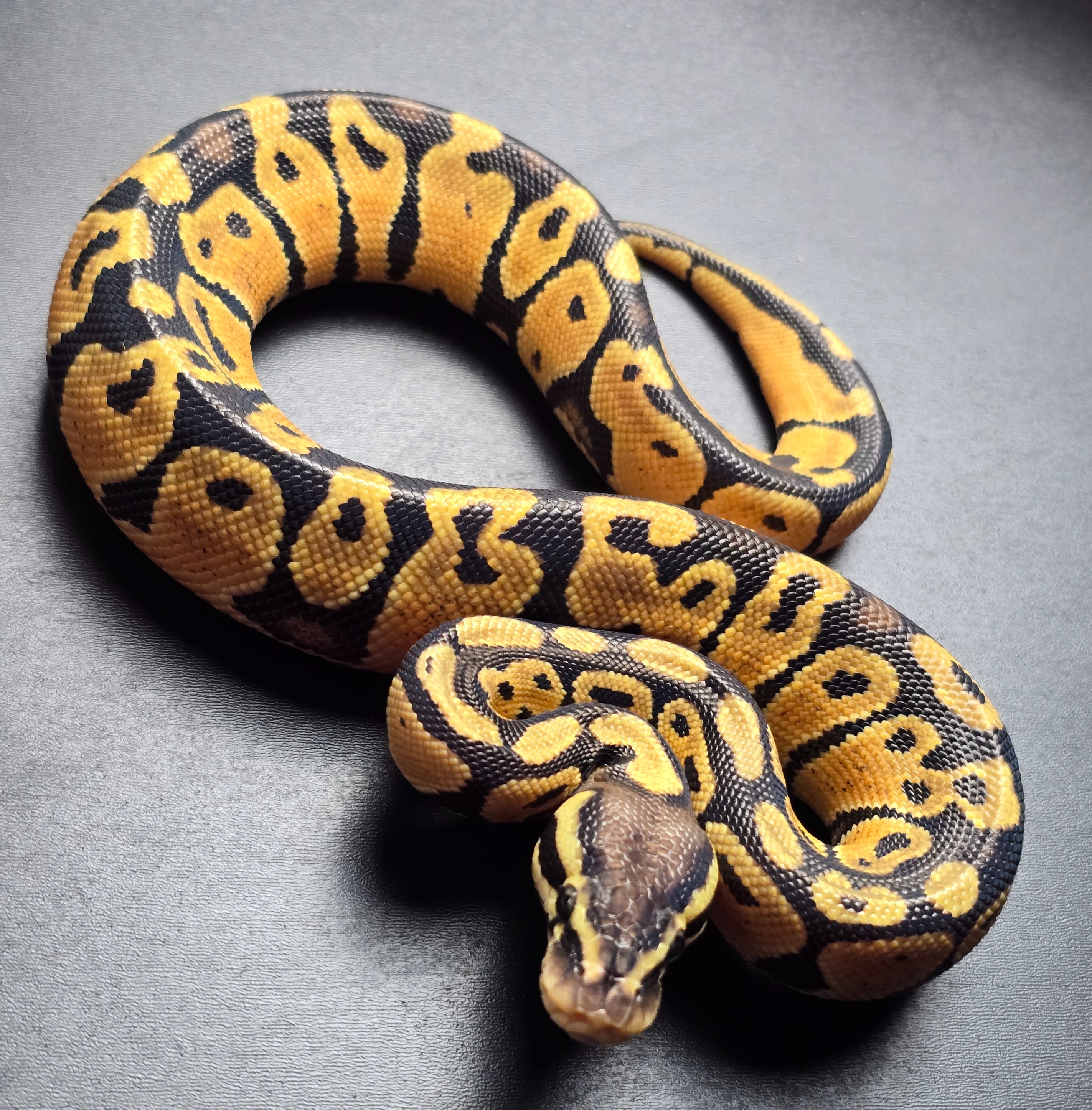 animal image