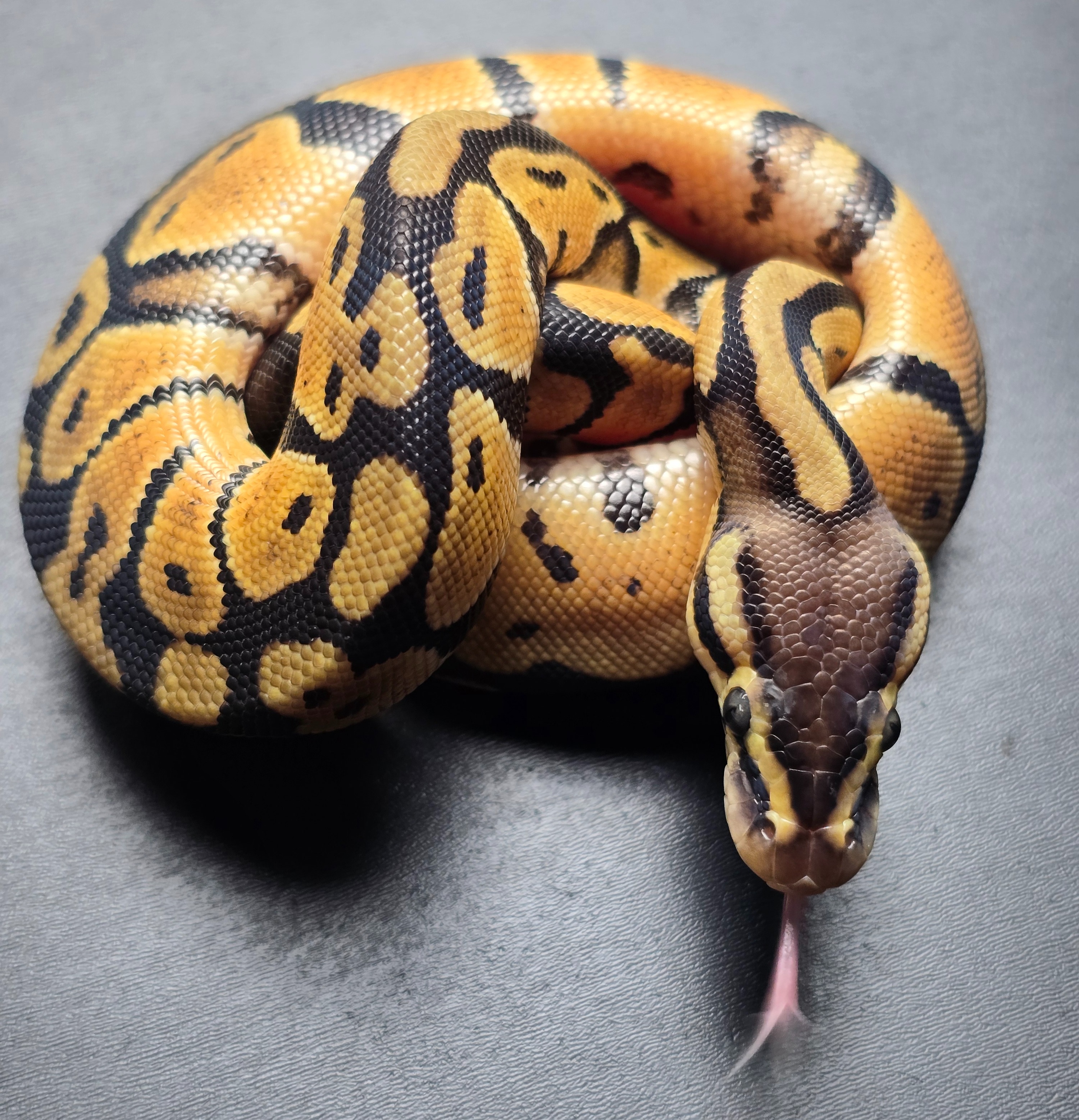 animal image